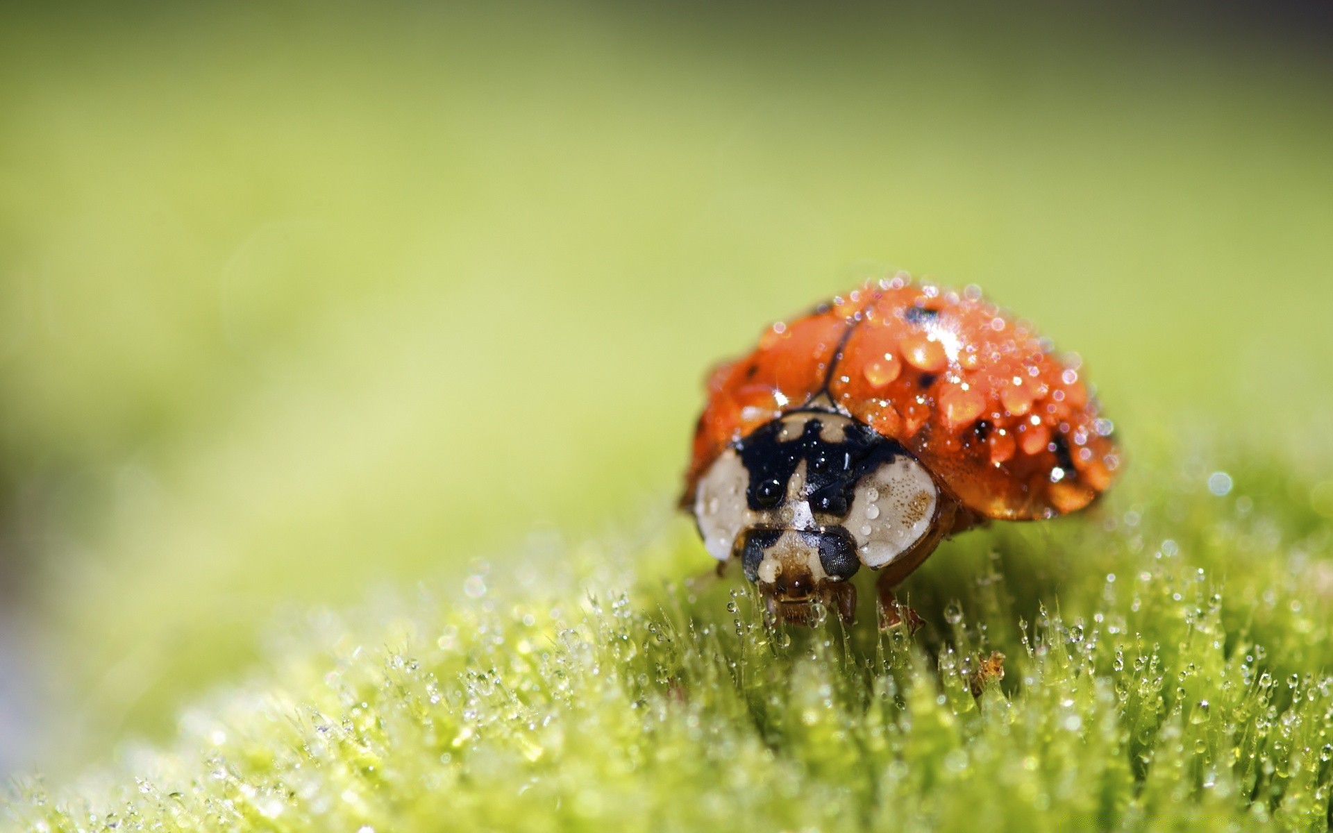 macro insetto natura scarabeo coccinella estate piccolo ragno erba all aperto foglia piccolo fauna selvatica close-up giardino biologia animale pioggia