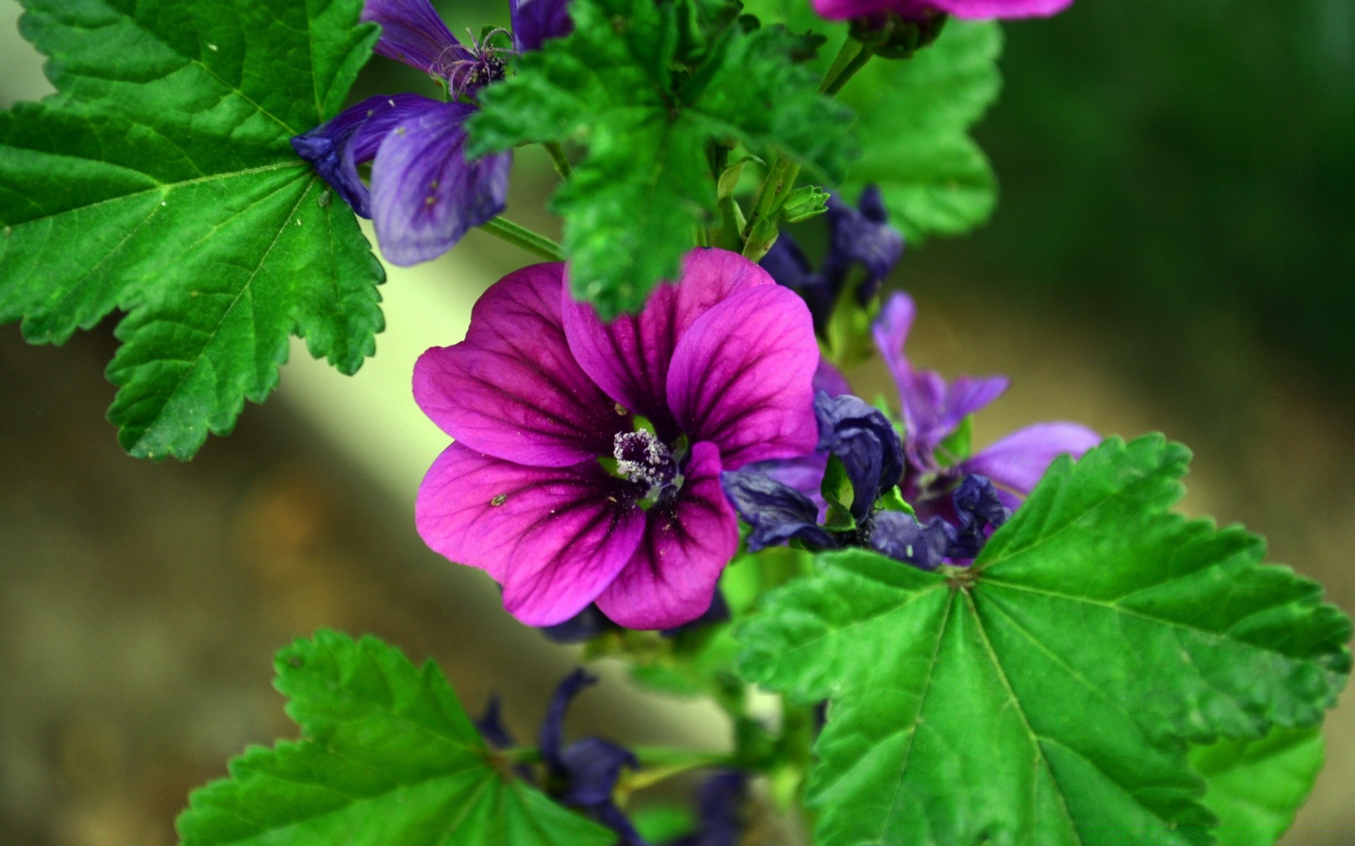 macro leaf nature flora garden flower summer growth color close-up bright outdoors