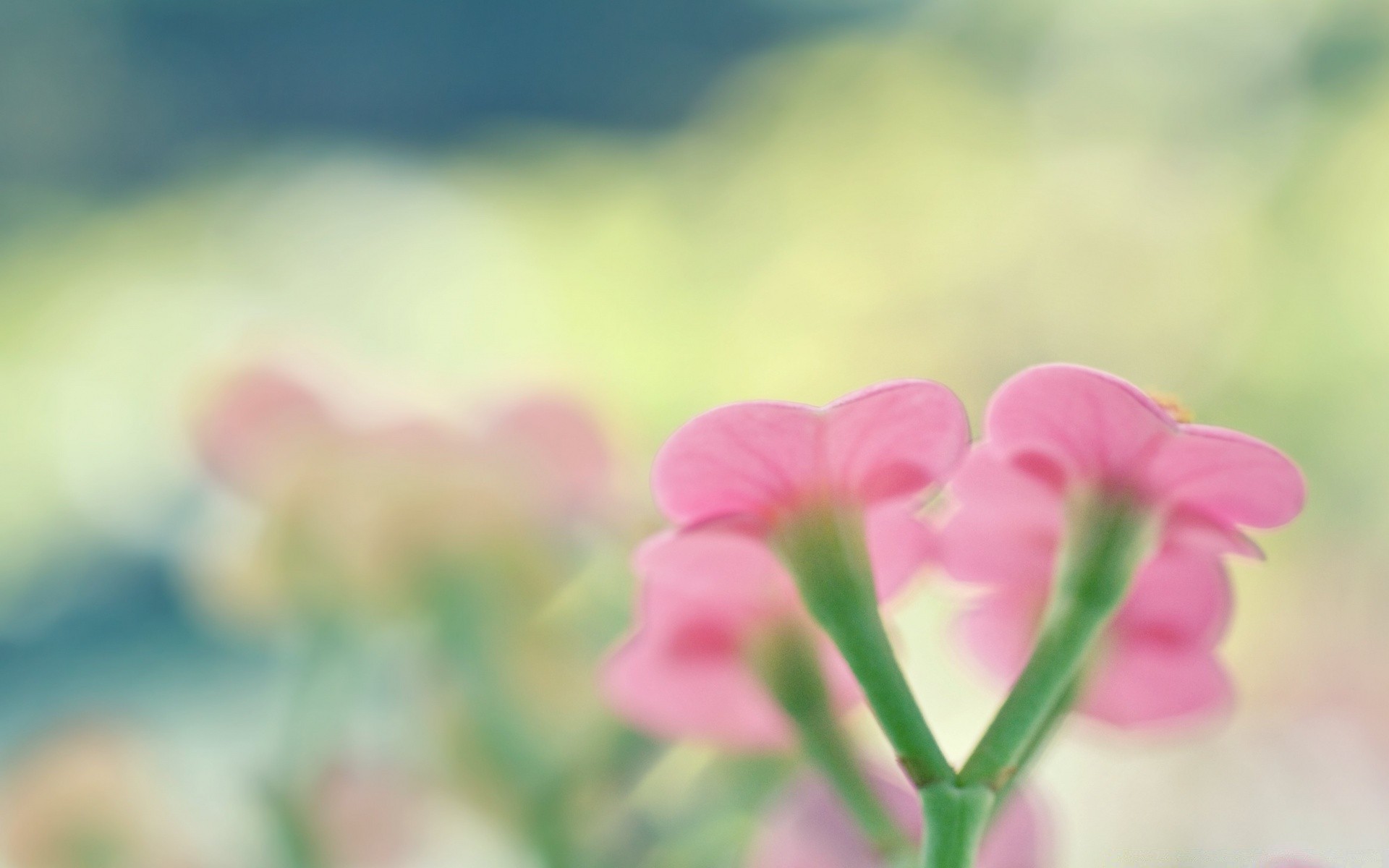 macro nature flower summer flora garden leaf bright growth field fair weather outdoors color blur grass sun petal floral