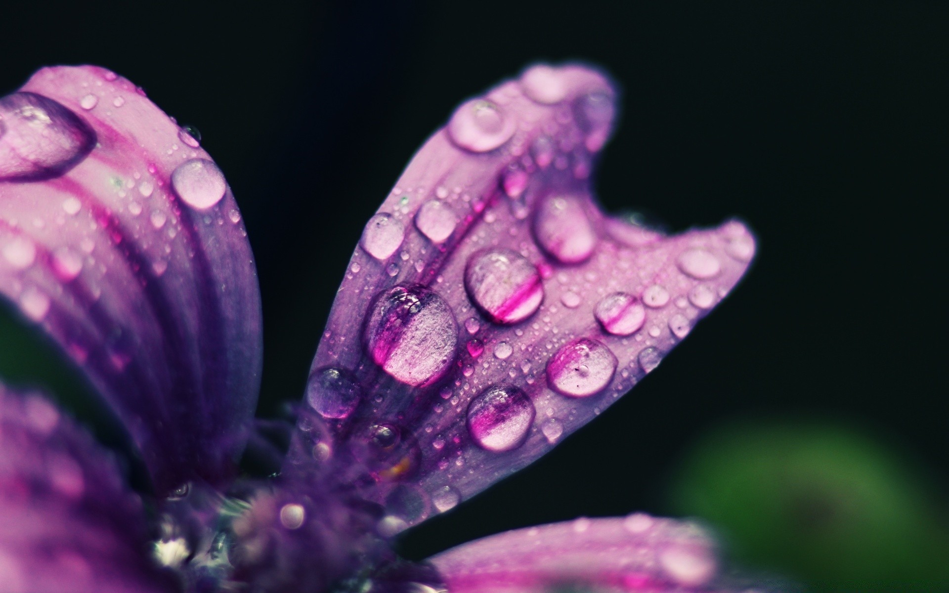 makro blume natur flora schön farbe garten sommer schließen hell blütenblatt desktop blumen blatt tau blühen licht im freien