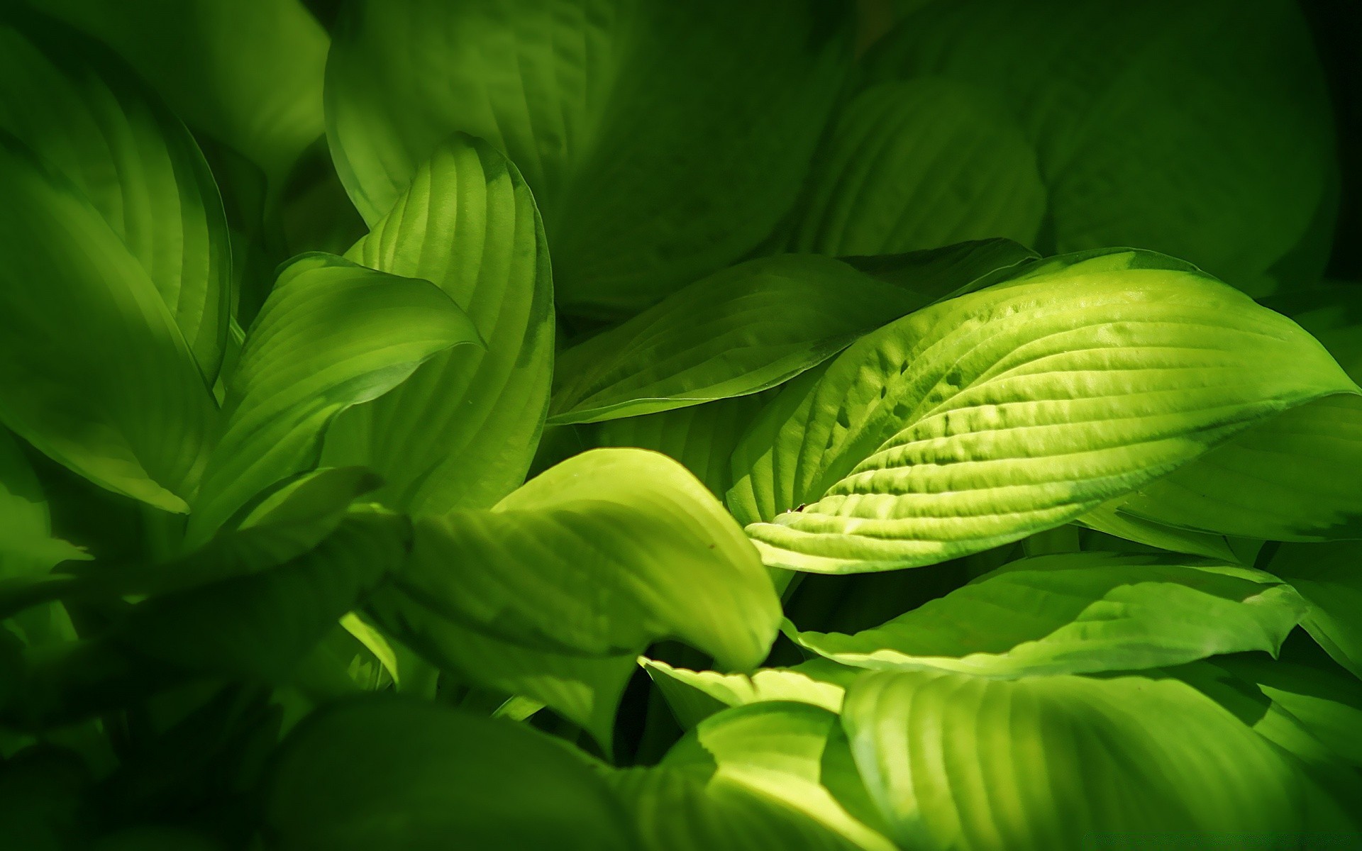 macro leaf flora nature garden summer close-up growth desktop