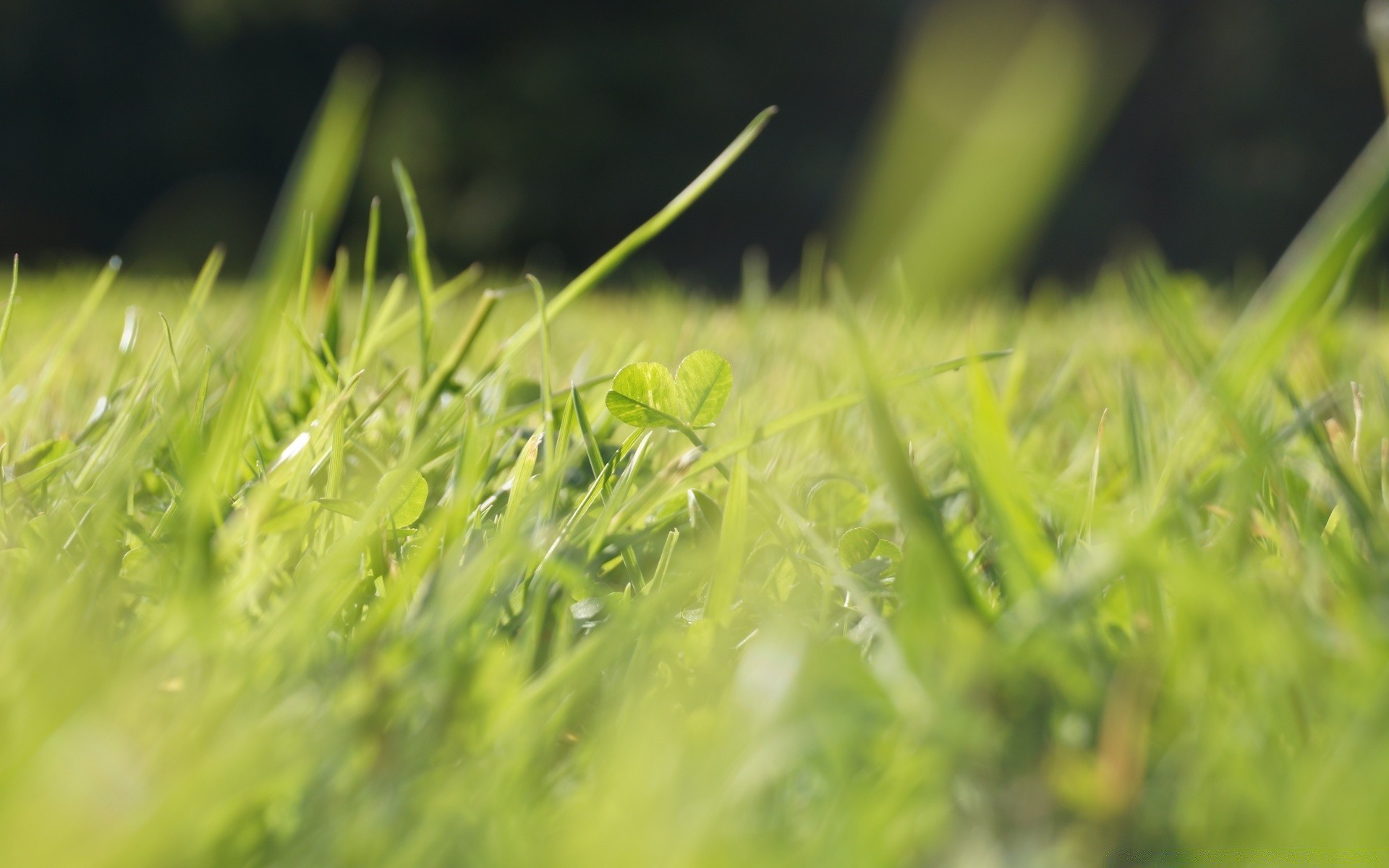 makro fotoğrafçılığı çimen büyüme yaprak flora yaz doğa çim yemyeşil alan çiy çevre bahçe saman güneş tazelik kırsal güzel hava şafak vakti mera bıçak