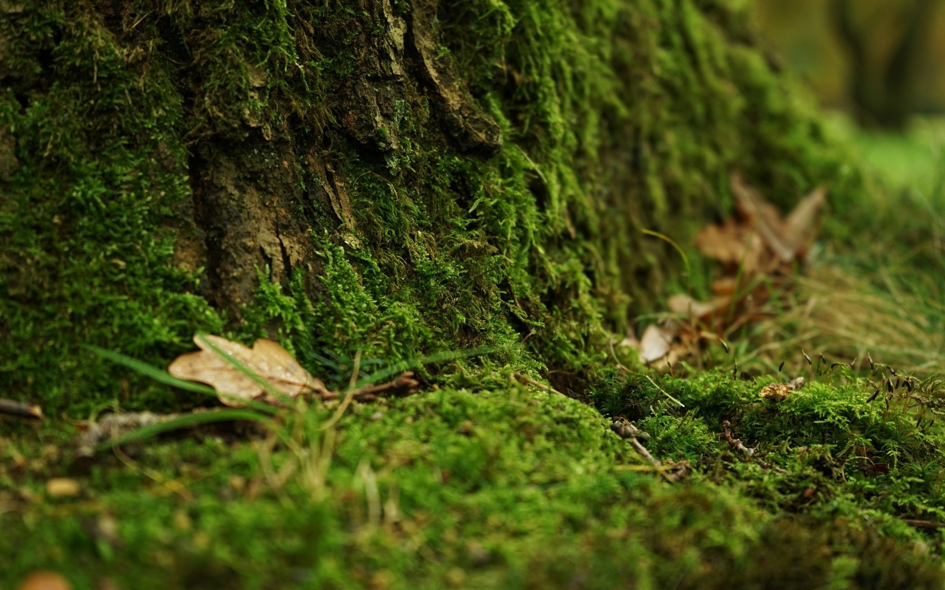 macro musgo madera naturaleza hoja flora árbol medio ambiente escritorio textura crecimiento parque paisaje al aire libre primer plano temporada verano jardín hierba tronco