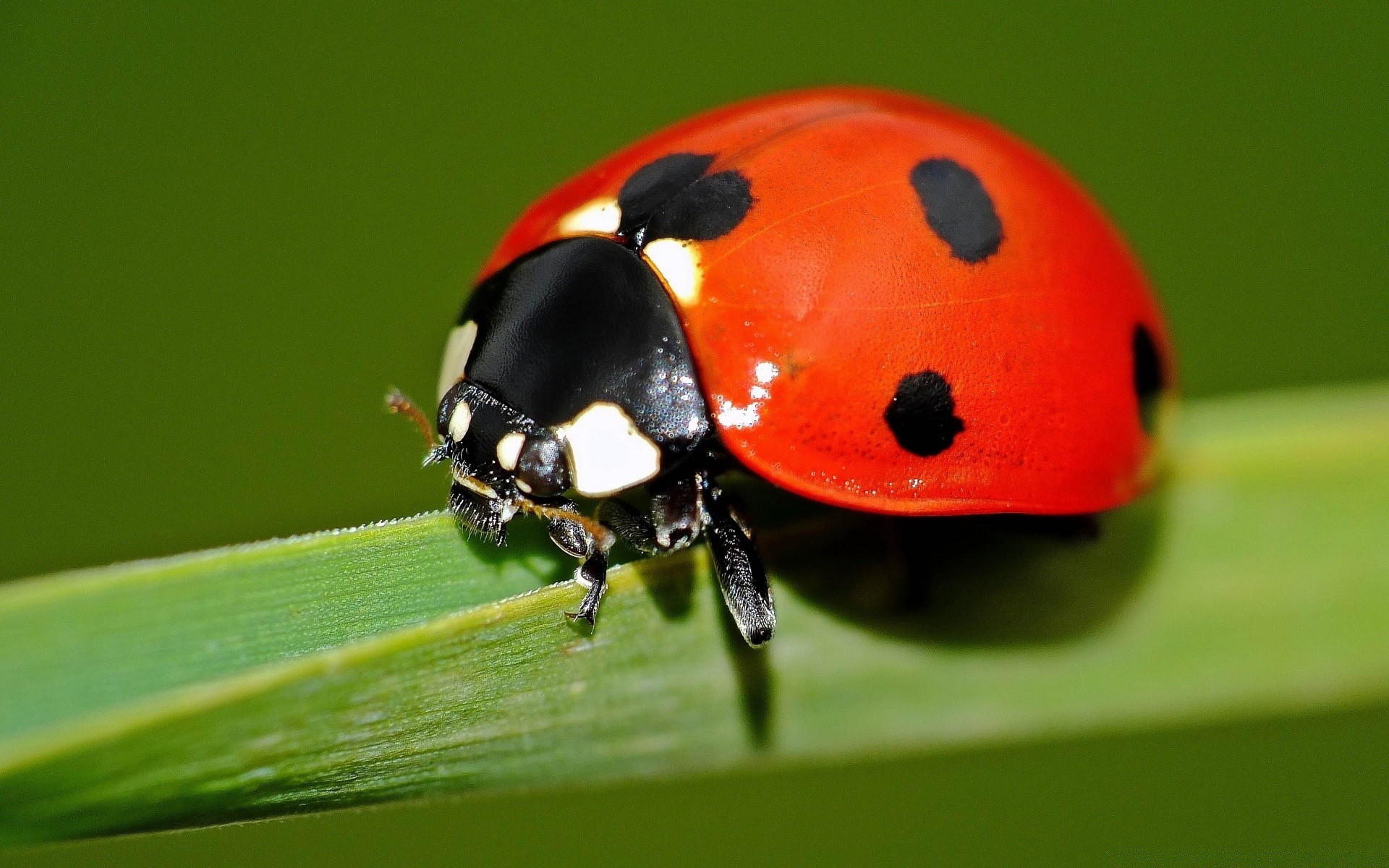 macro coccinella insetto scarabeo natura biologia fauna selvatica piccolo piccolo estate zoologia