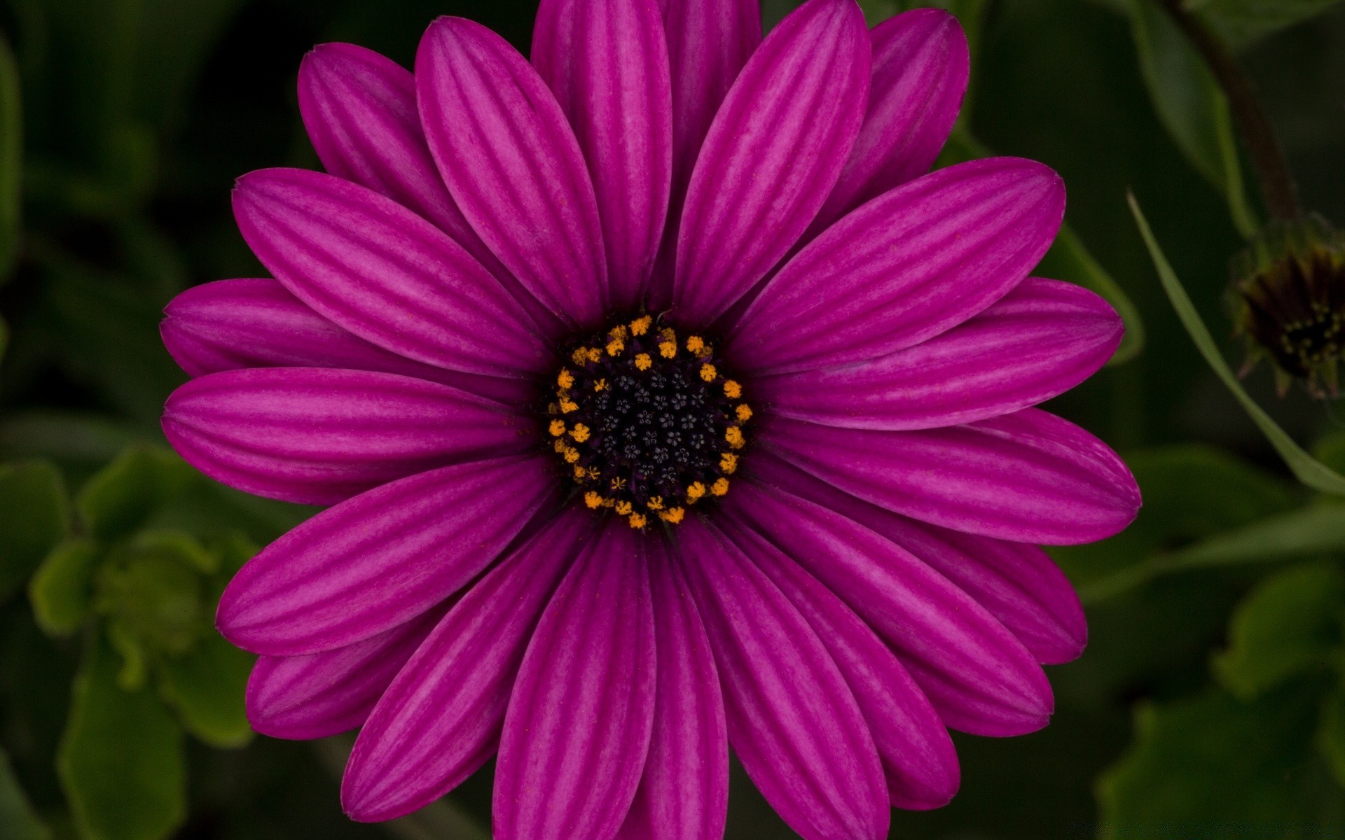 macro flor natureza flora jardim pétala cor verão blooming floral bonita brilhante folha