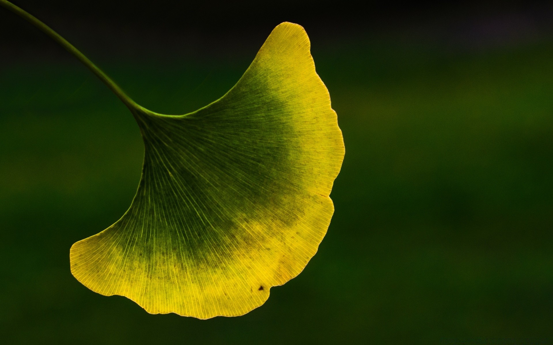 macro nature feuille flore jardin fleur croissance à l extérieur bureau couleur lumineux été