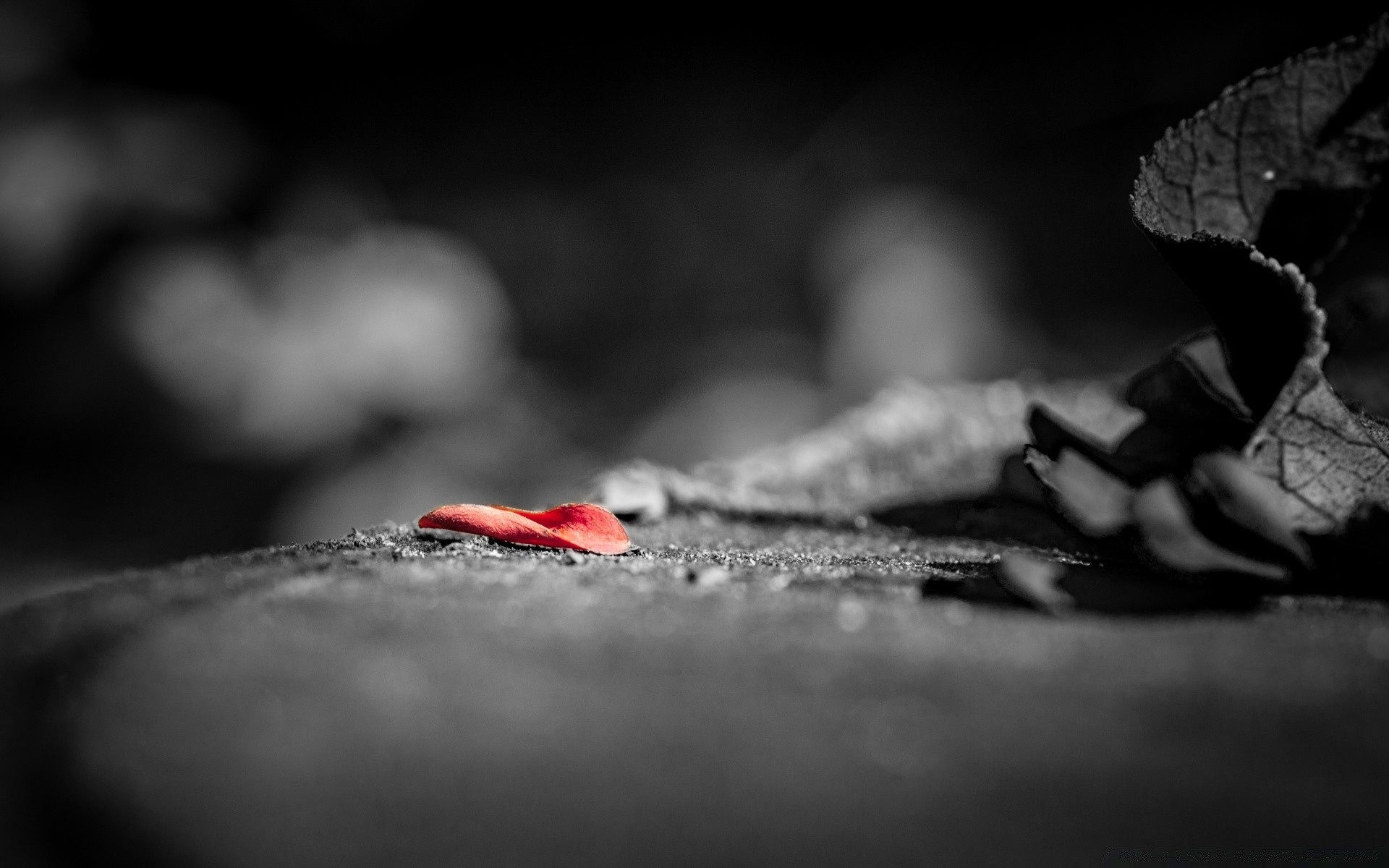 makro monochrom mädchen unschärfe dof ein aktion stillleben porträt wasser straße blume herbst kunst strand nackt licht erwachsener landschaft