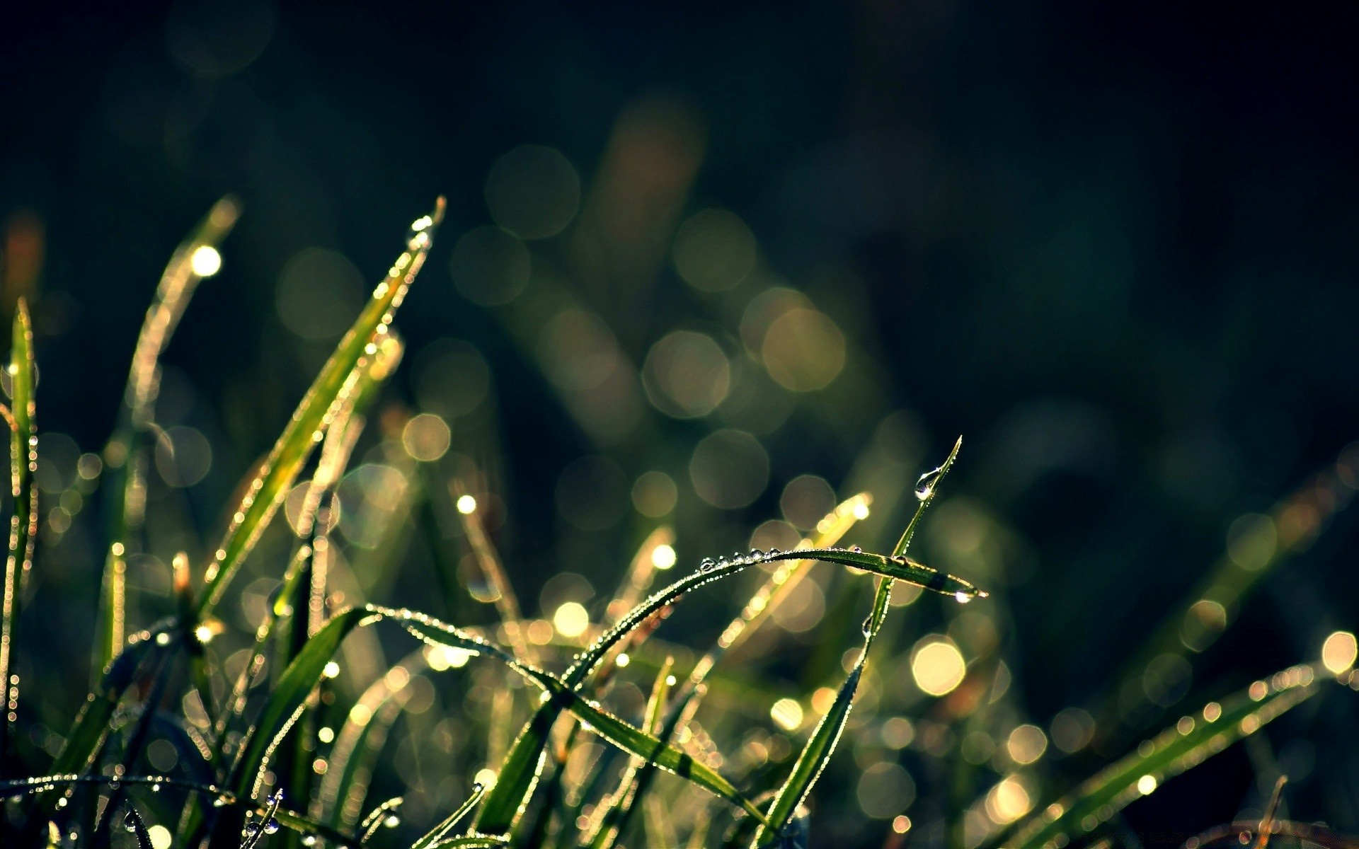 makro fotoğrafçılığı çiy yağmur flora şafak yaprak doğa çimen güneş düşme ışık büyüme yaz alan bahçe güzel hava dof