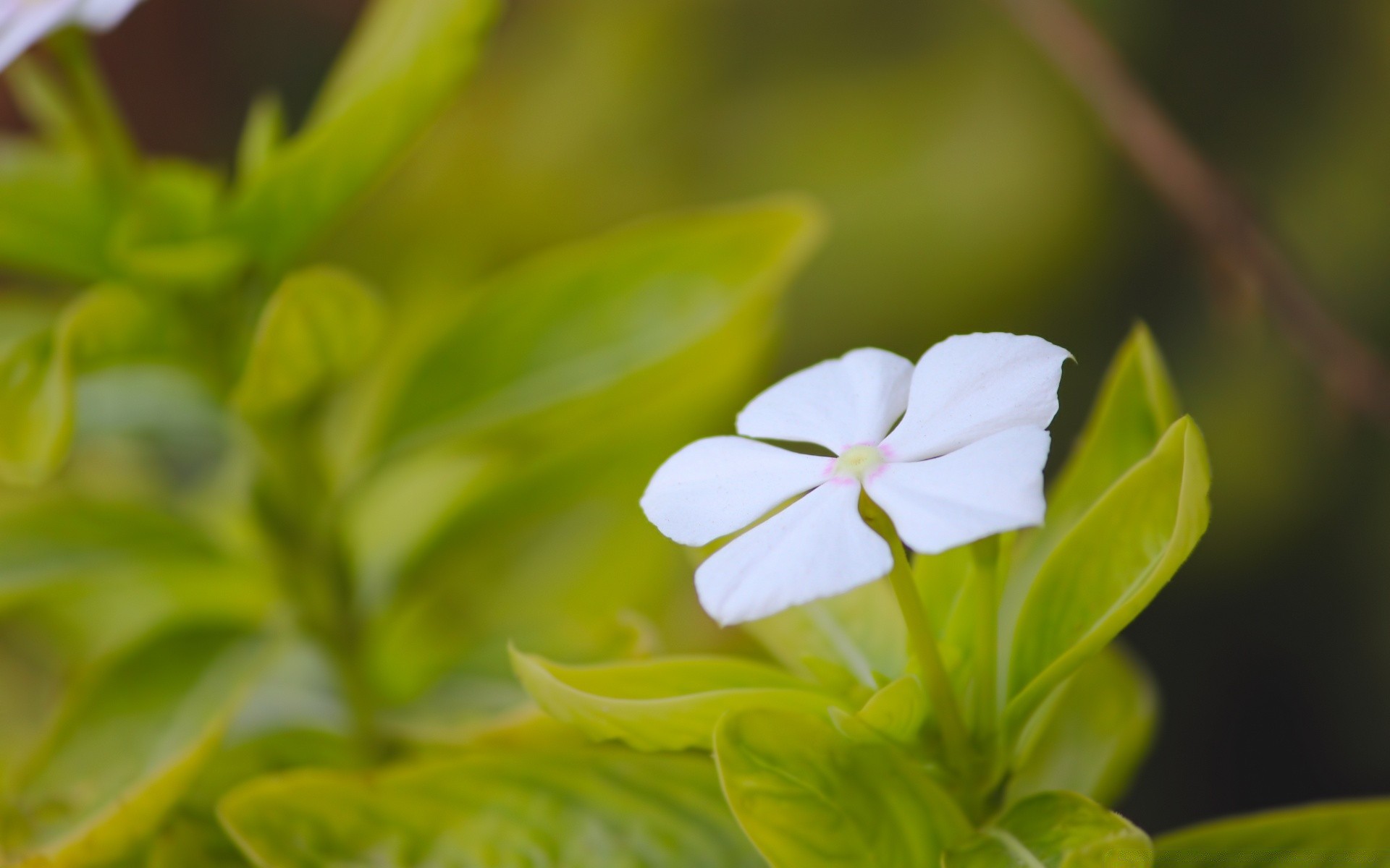 macro leaf nature flora garden summer growth close-up flower environment herbal fair weather outdoors tropical blur freshness bright