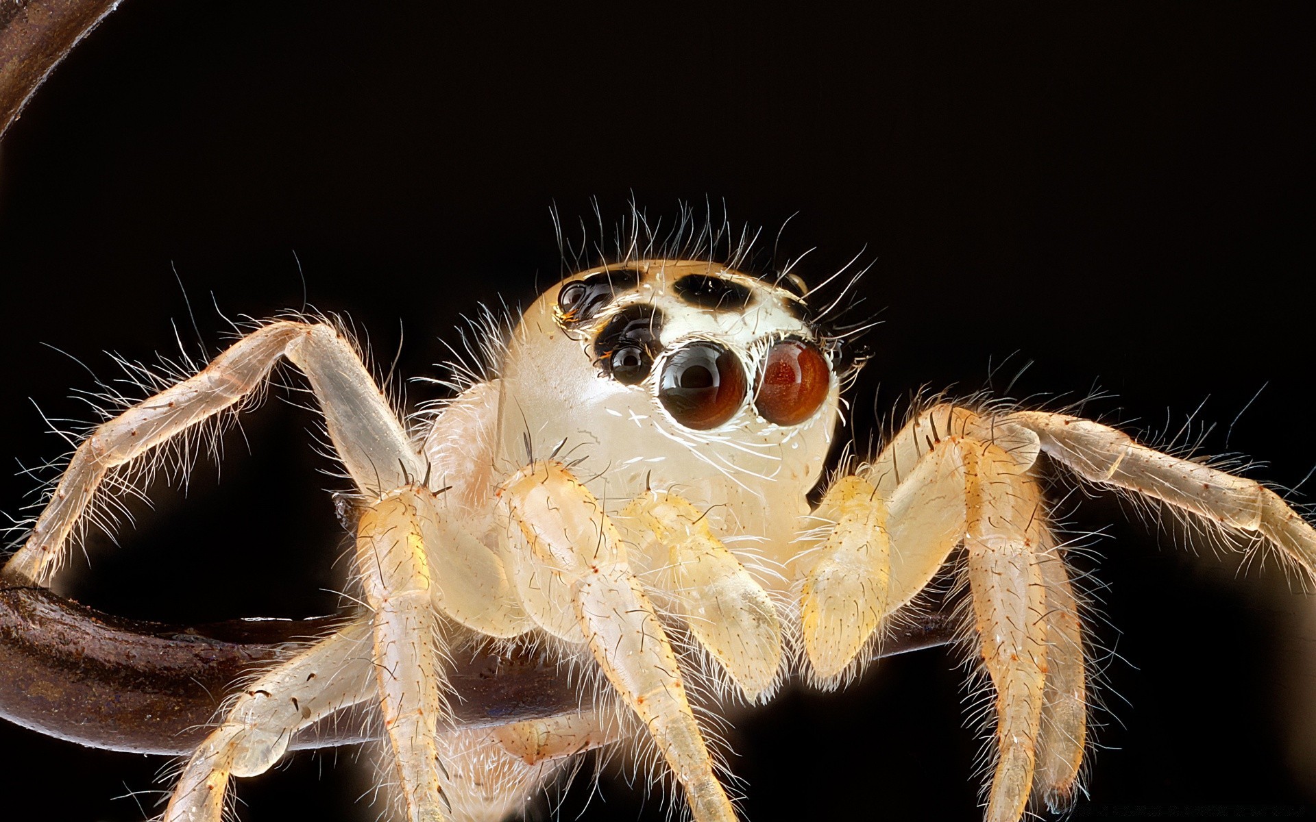 zbliżenie pająk bezkręgowce pajęczak owad natura zwierzę przyroda owłosione zbliżenie przerażające niebezpieczeństwo