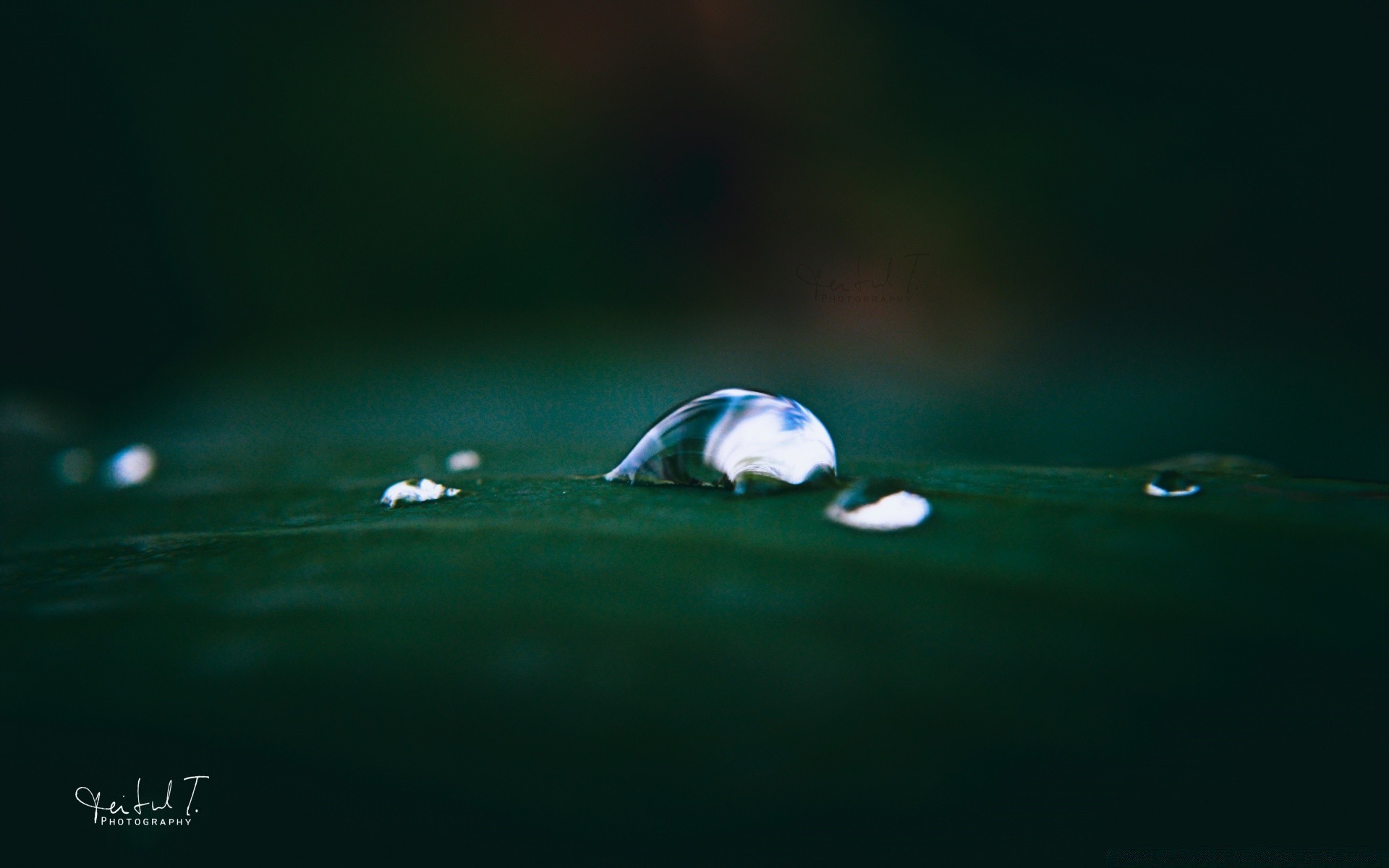 macro acqua natura pioggia bagnato all aperto goccia pulito sfocatura