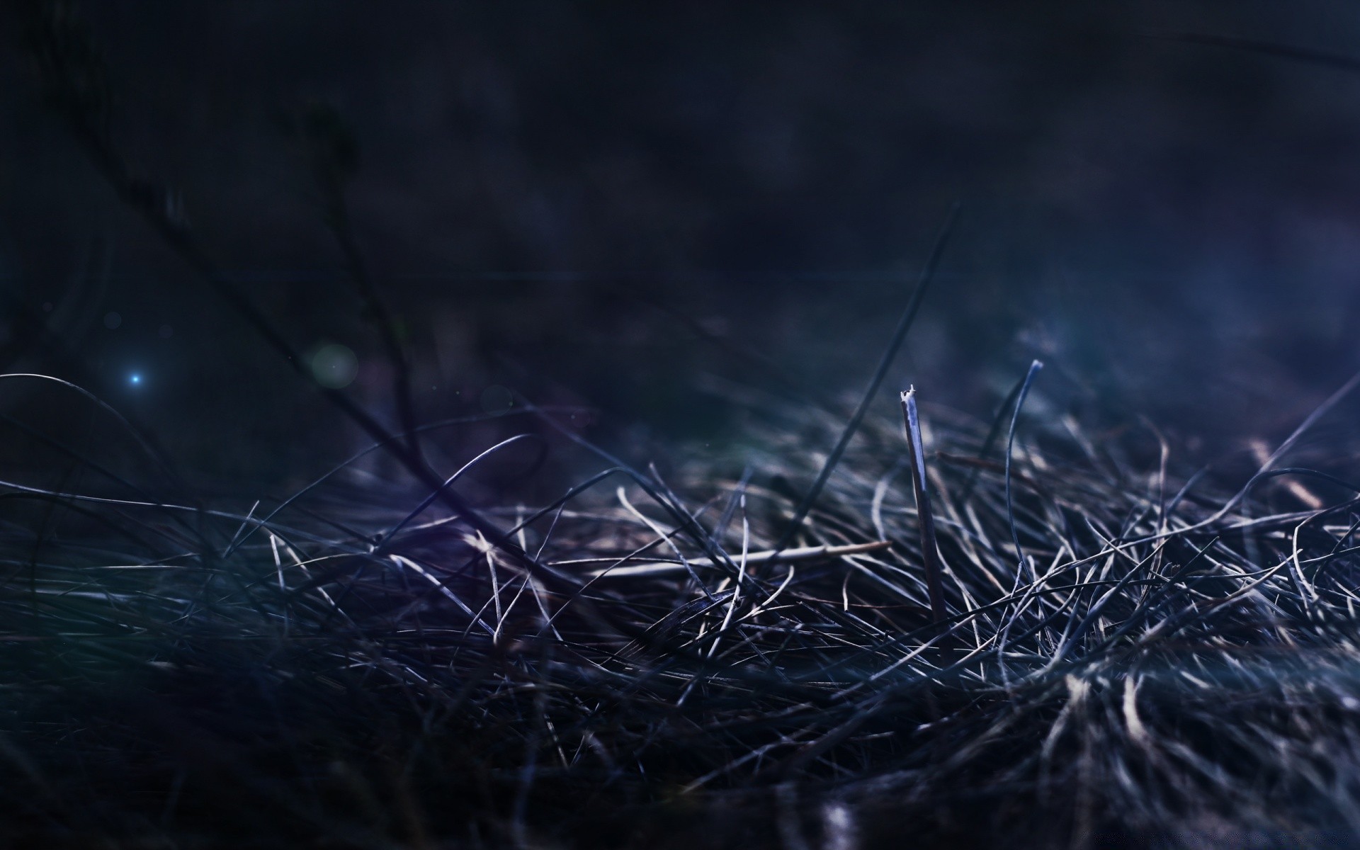 macro nature desktop abstract dark winter blur light color