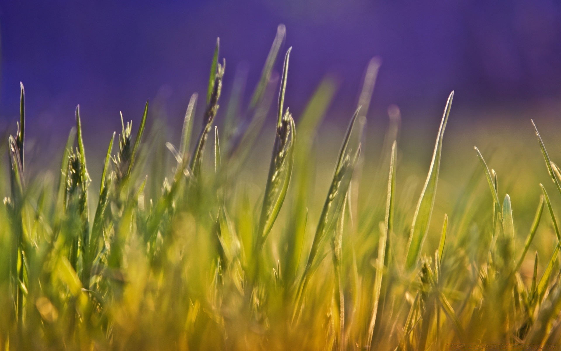 macro champ herbe croissance soleil rural pâturage été foin ferme nature beau temps flore céréales agriculture blé pays aube récolte à l extérieur