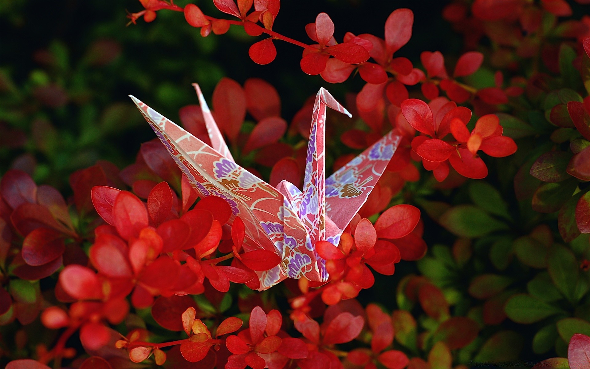 macro nature flora flower garden leaf color summer season beautiful floral bright blooming close-up desktop petal shrub tropical