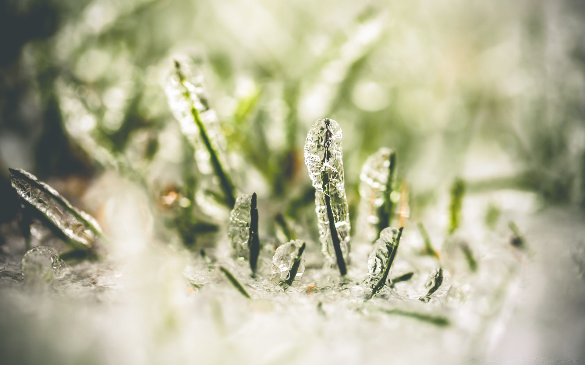 macro herbe nature flou flore feuille bureau gros plan copain hiver médecine