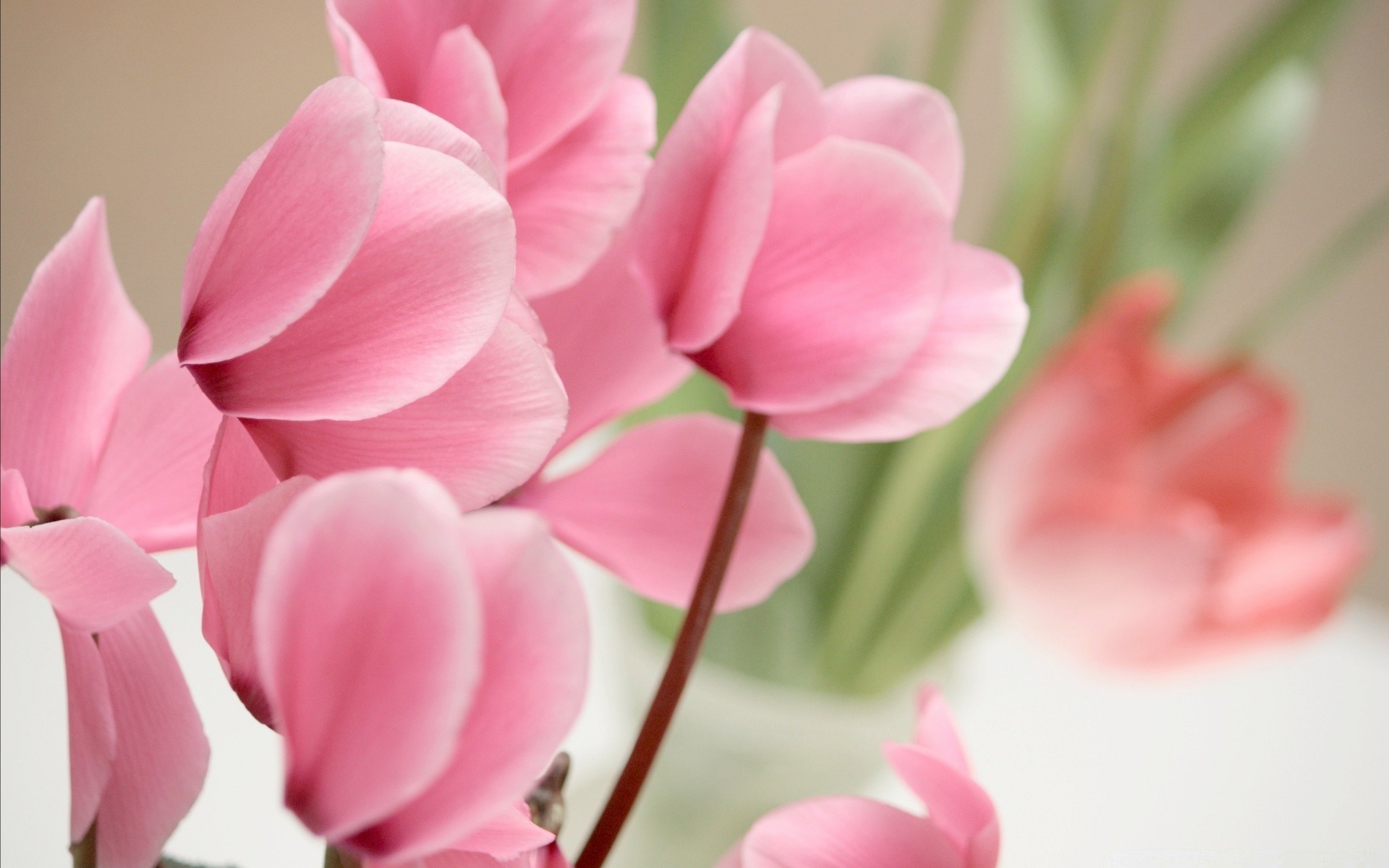 makro fotoğrafçılığı doğa çiçek flora bahçe yaz petal yaprak renk parlak çiçek açan çiçek güzel buket yakın çekim aşk