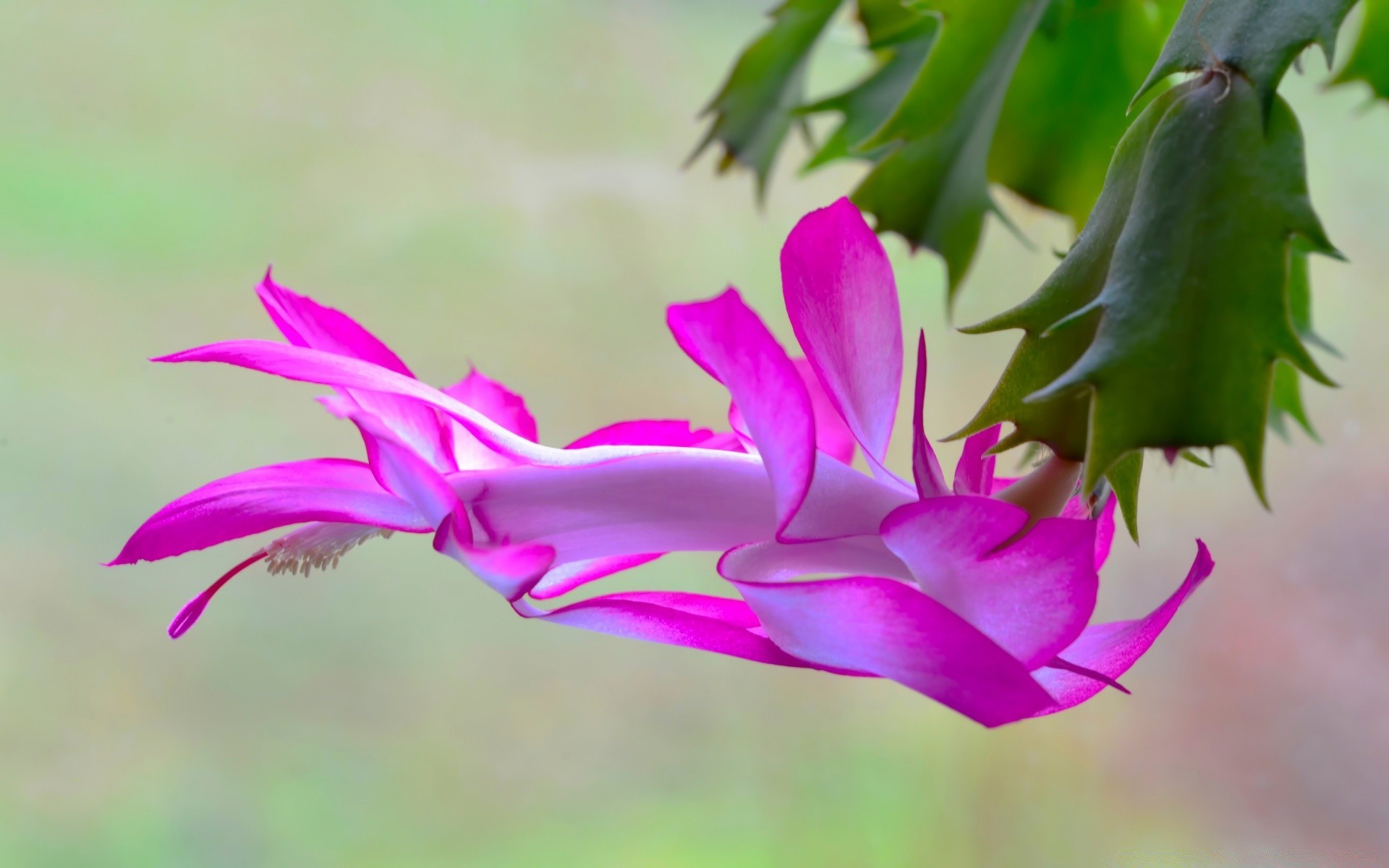 微距摄影 自然 花卉 植物群 叶 花园 夏天 花卉 盛开 颜色 美丽 户外 热带 花瓣 生长 特写