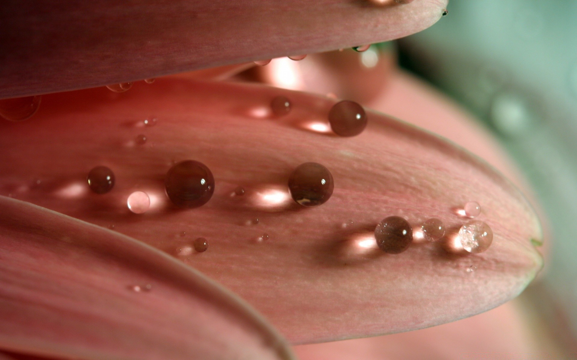 makro tropfen regen tau nass natur blume wasser sauber sauber farbe essen leuchten schließen desktop flora hell