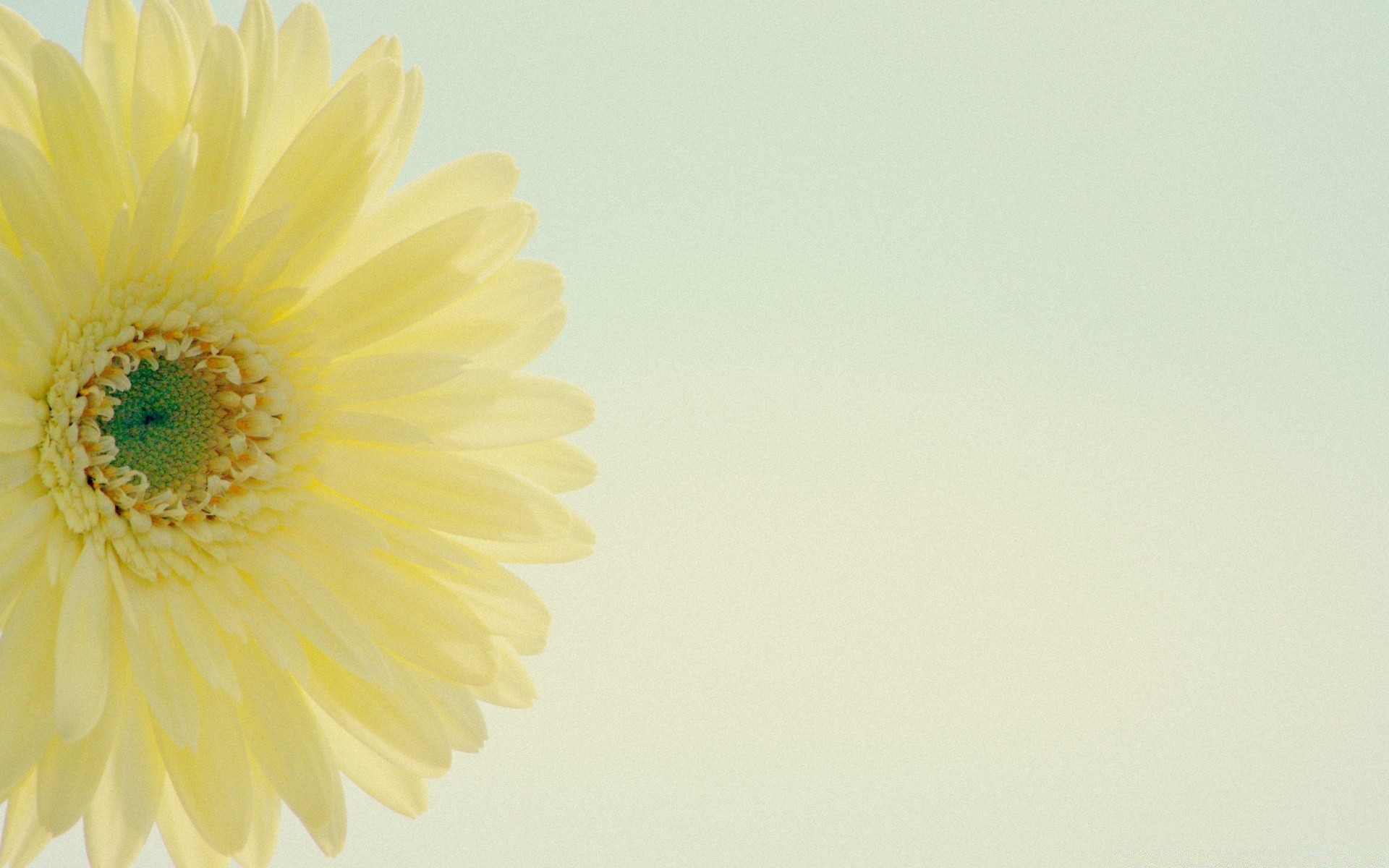 makro fotoğrafçılığı çiçek doğa masaüstü soyut flora renk güzel yaz sanat çiçek parlak