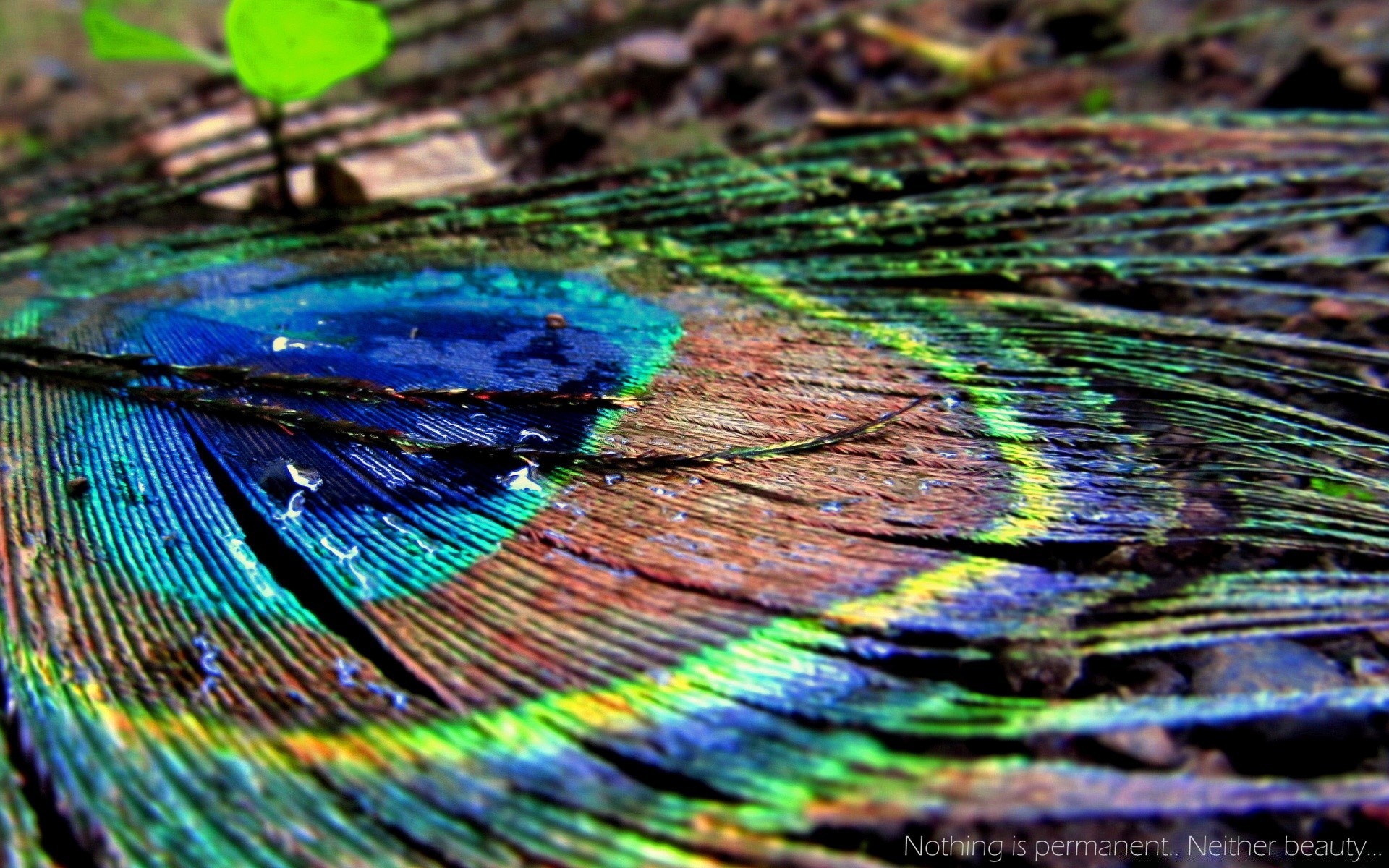 macro pattern iridescent design abstract texture nature desktop color bright vibrant peacock feather art bird beautiful creativity image artistic painting