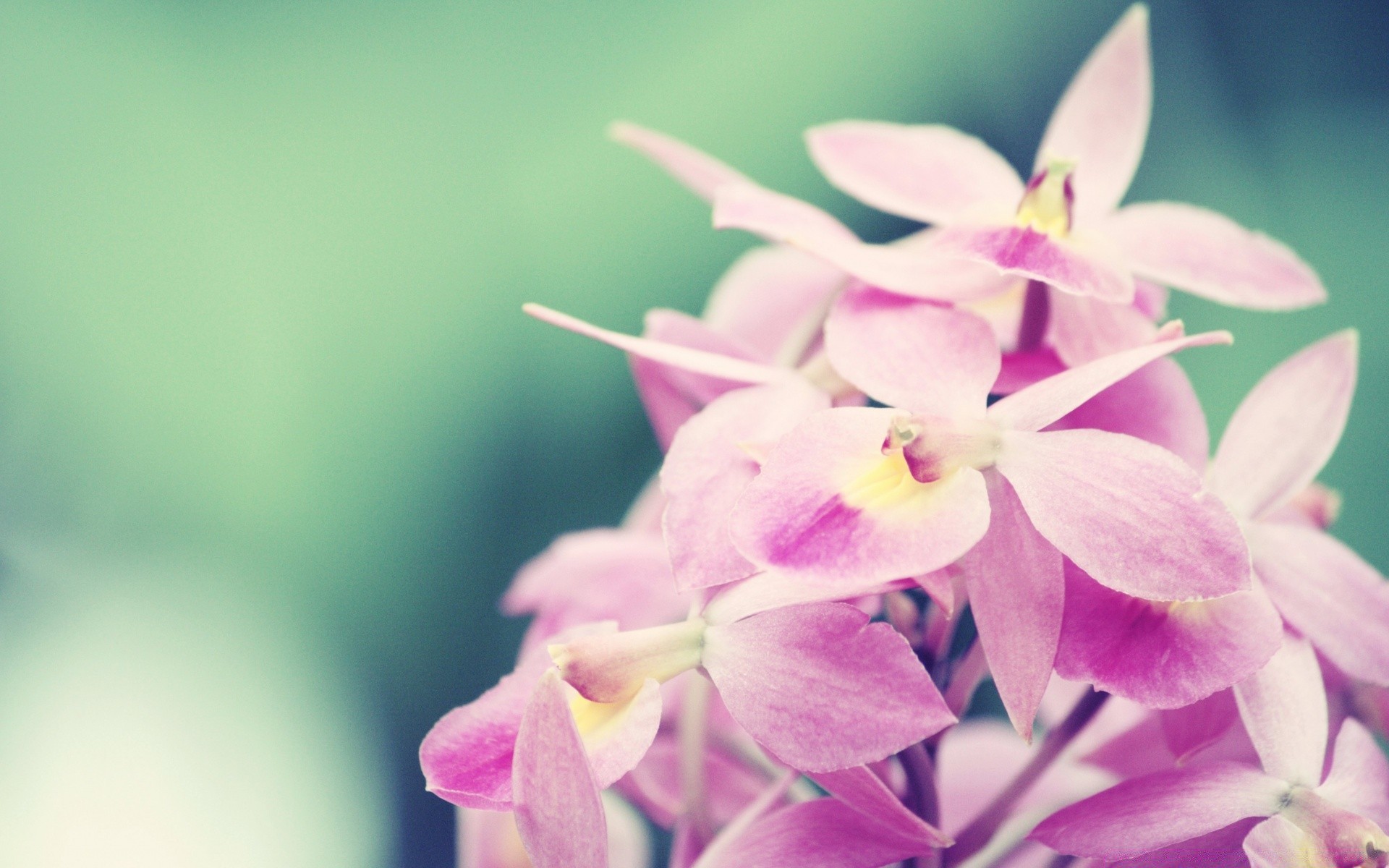 makro kwiat natura flora ogród płatek kwiatowy liść tropikalny piękny bluming kolor lato delikatny jasny zbliżenie botaniczny oddział dekoracja łuska