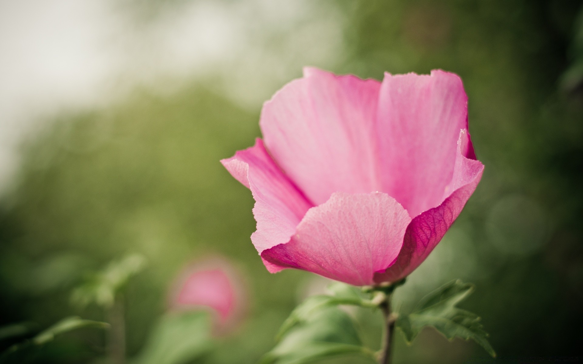 fotografia makro kwiat natura flora liść ogród lato płatek bluming róża kwiatowy kolor na zewnątrz jasne pole