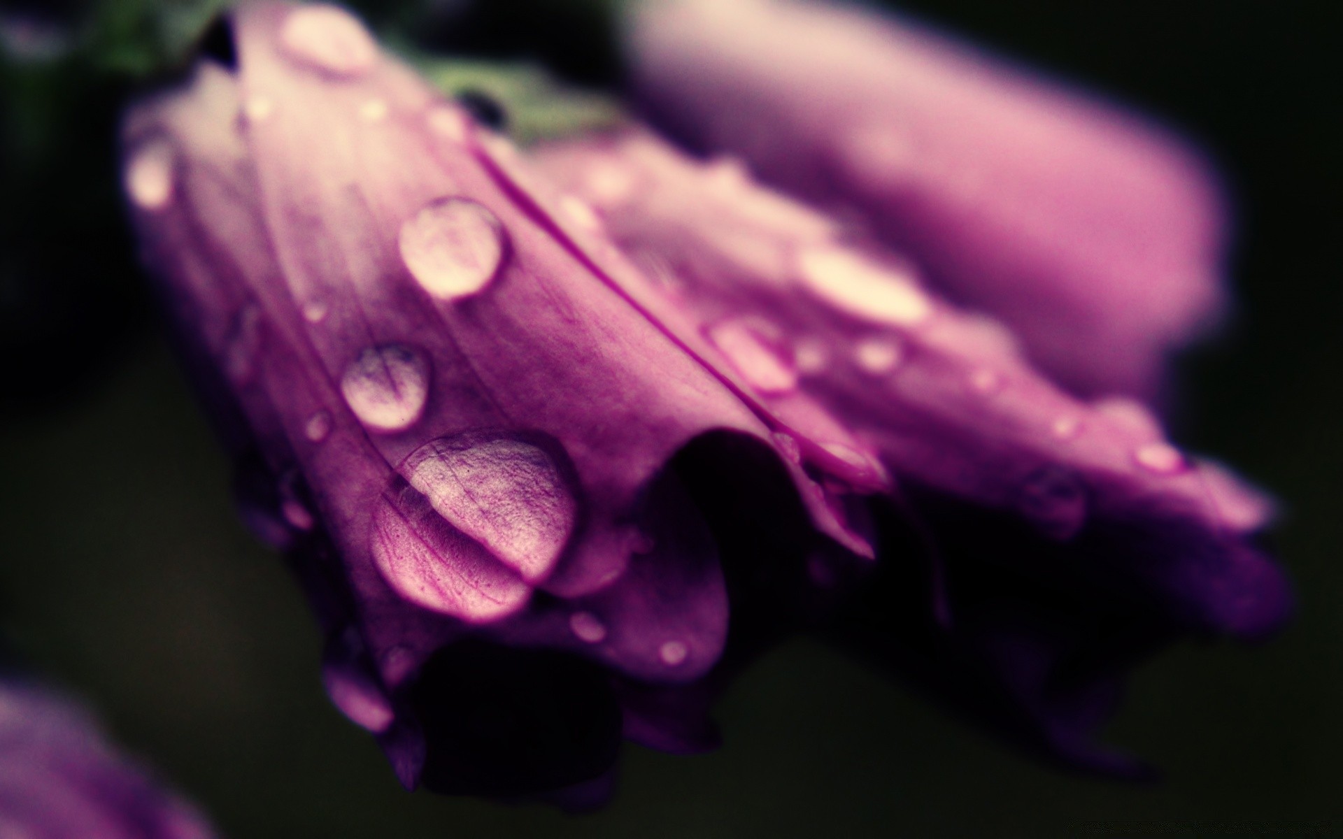 macro nature fleur flore couleur eau pluie humide bureau violet lumière beau gros plan pétale chute flou lumineux feuille