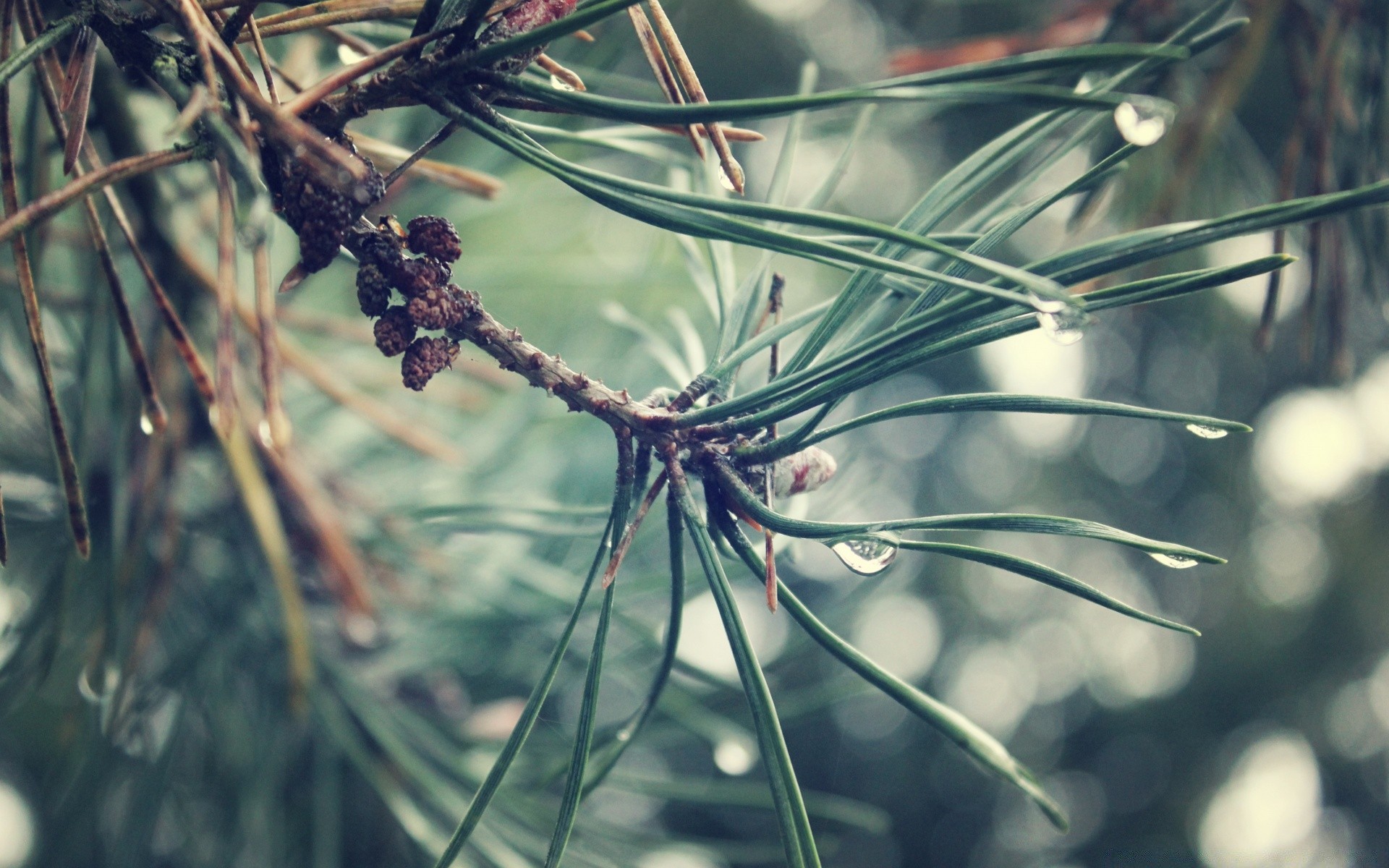 macro nature flora tree outdoors leaf summer branch color garden desktop flower close-up