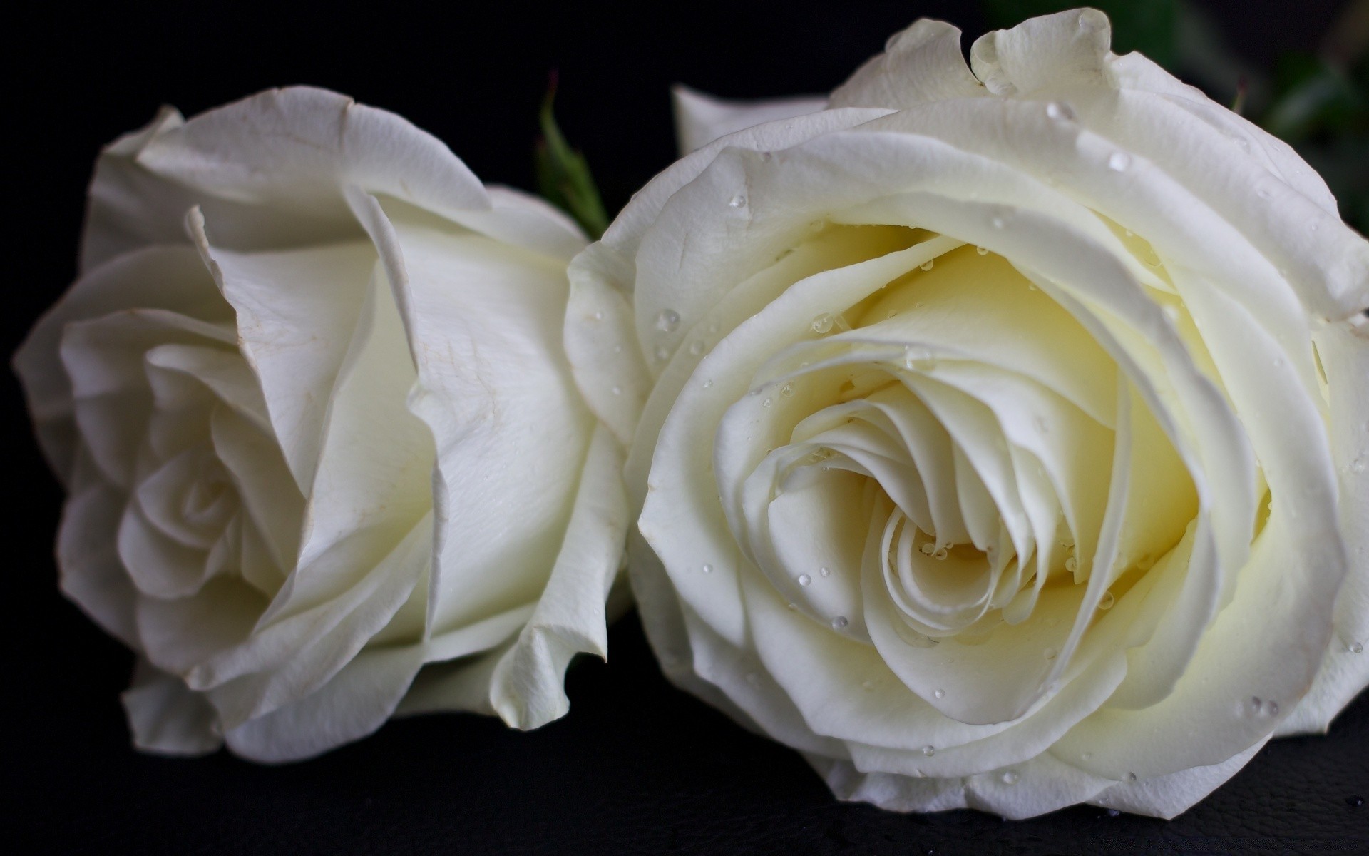 macro rosa romance casamento amor flor pétala presente aniversário romântico casamento floral buquê blooming natureza delicado aniversário amor folha nupcial