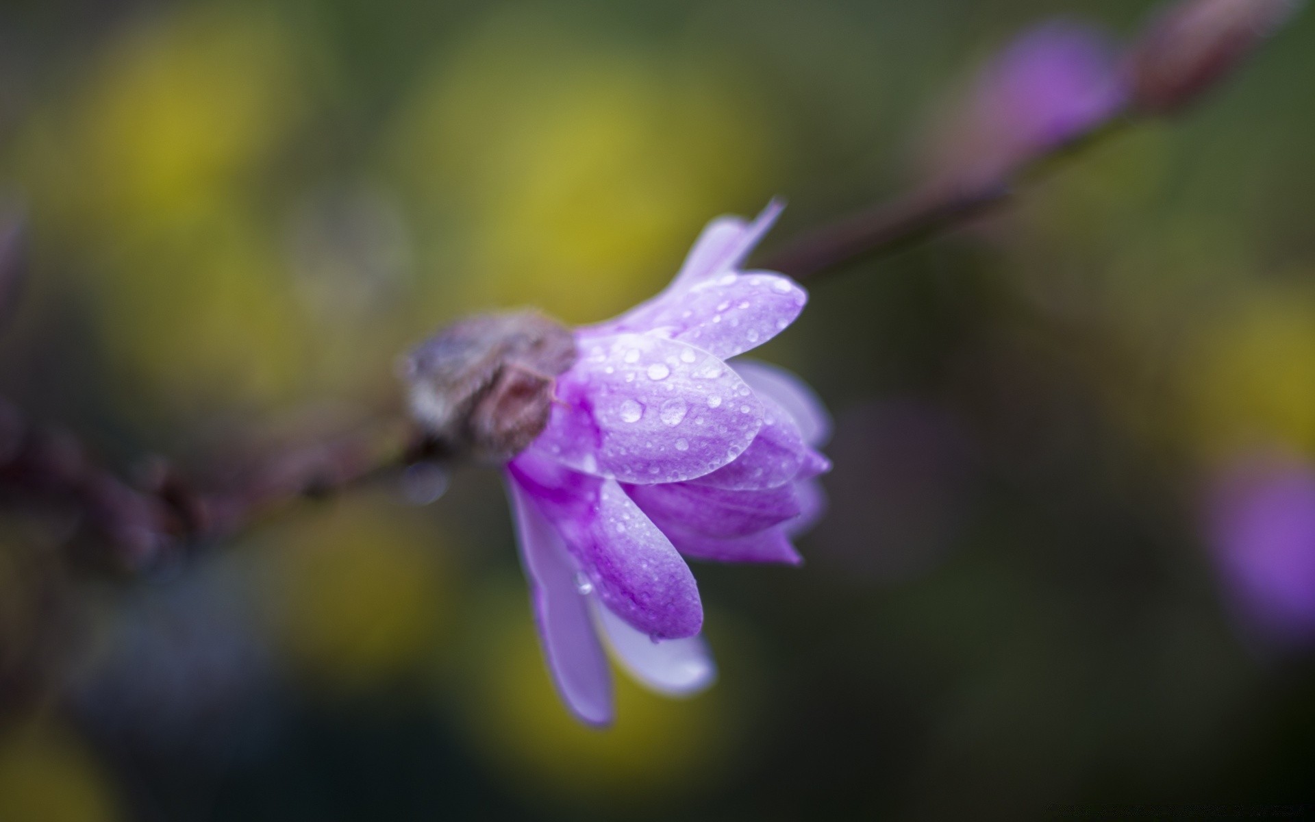 macro nature flower garden flora leaf outdoors blur summer insect close-up beautiful dof season bright