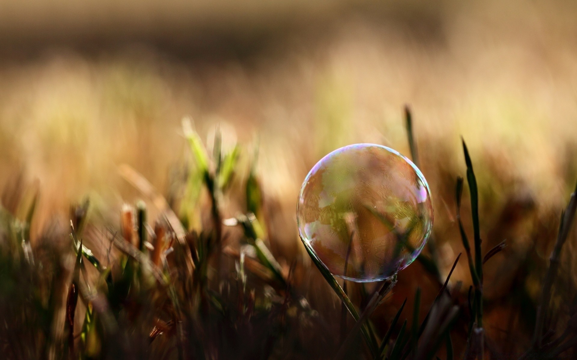 macro herbe nature flou soleil été extérieur beau temps champ automne foin lumière feuille rural fleur