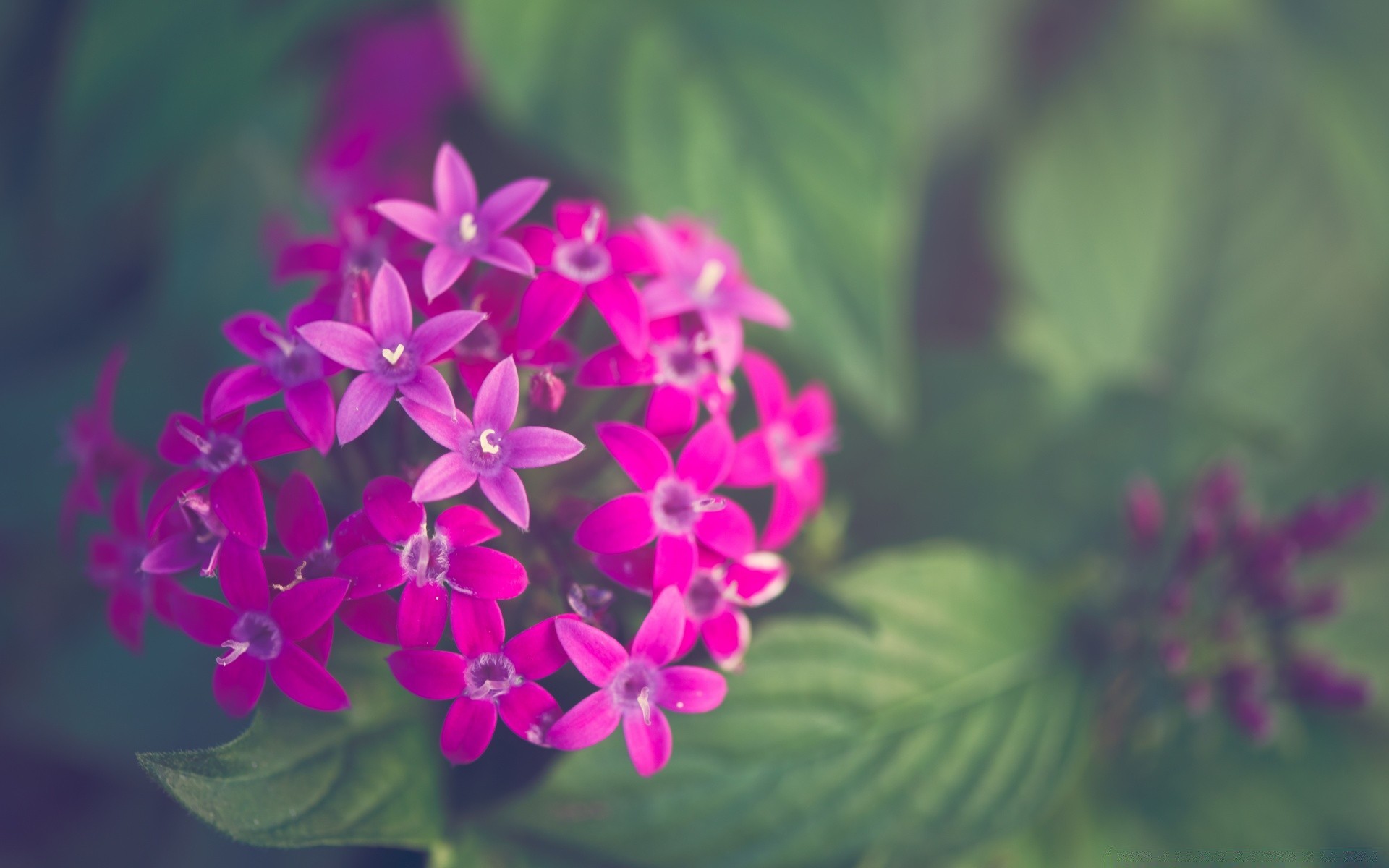 makro blume natur flora blumen blatt blütenblatt sommer garten blühen farbe schön hell wachstum saison schließen im freien dekoration