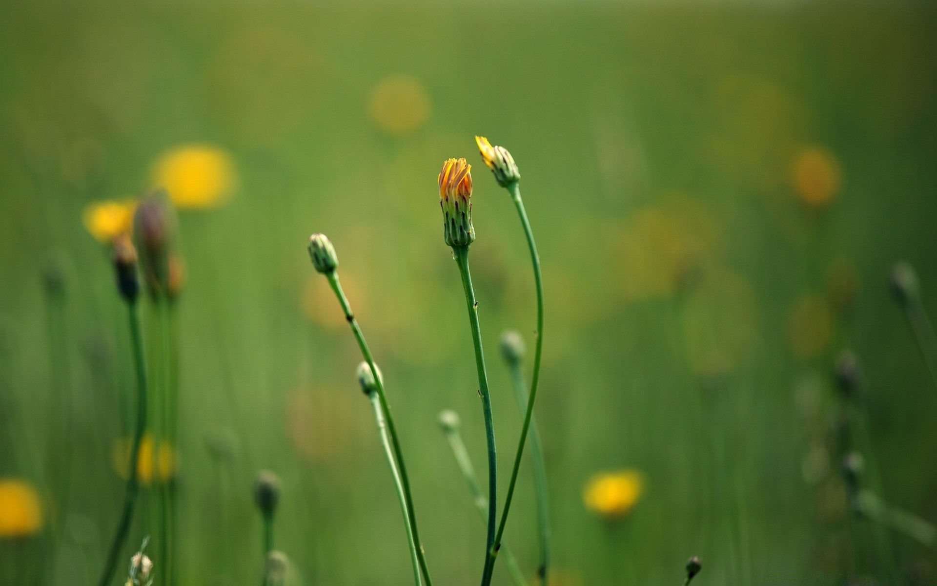 macro nature herbe été flore croissance foin feuille champ beau temps jardin lumineux rural fleur à l extérieur rosée aube soleil flou pluie