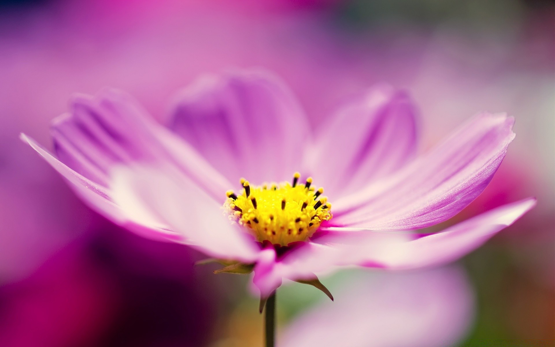 macro flower nature leaf summer flora garden petal bright blur floral blooming color