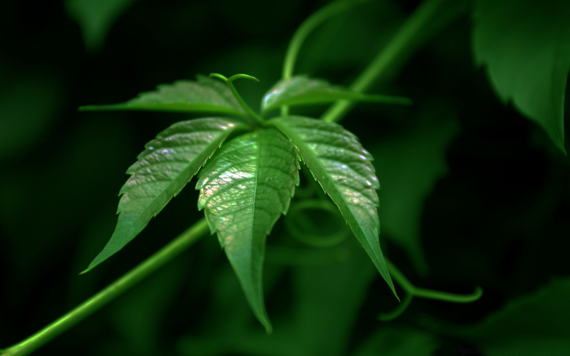 makroaufnahme blatt flora natur wachstum garten medium schließen üppig sommer frische regen im freien schale farbe tropfen