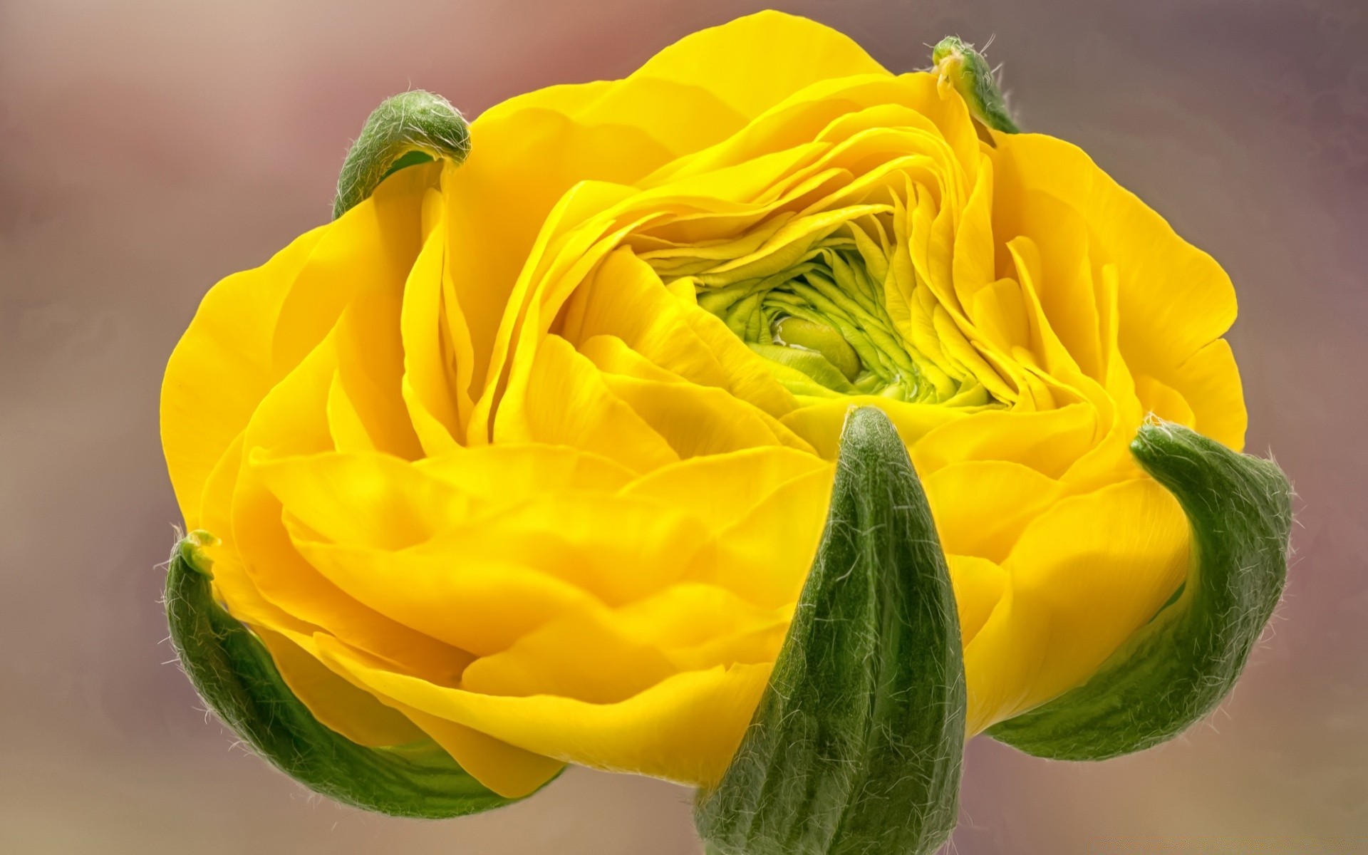 macro fleur nature feuille jardin flore couleur floral alimentaire gros plan pétale été