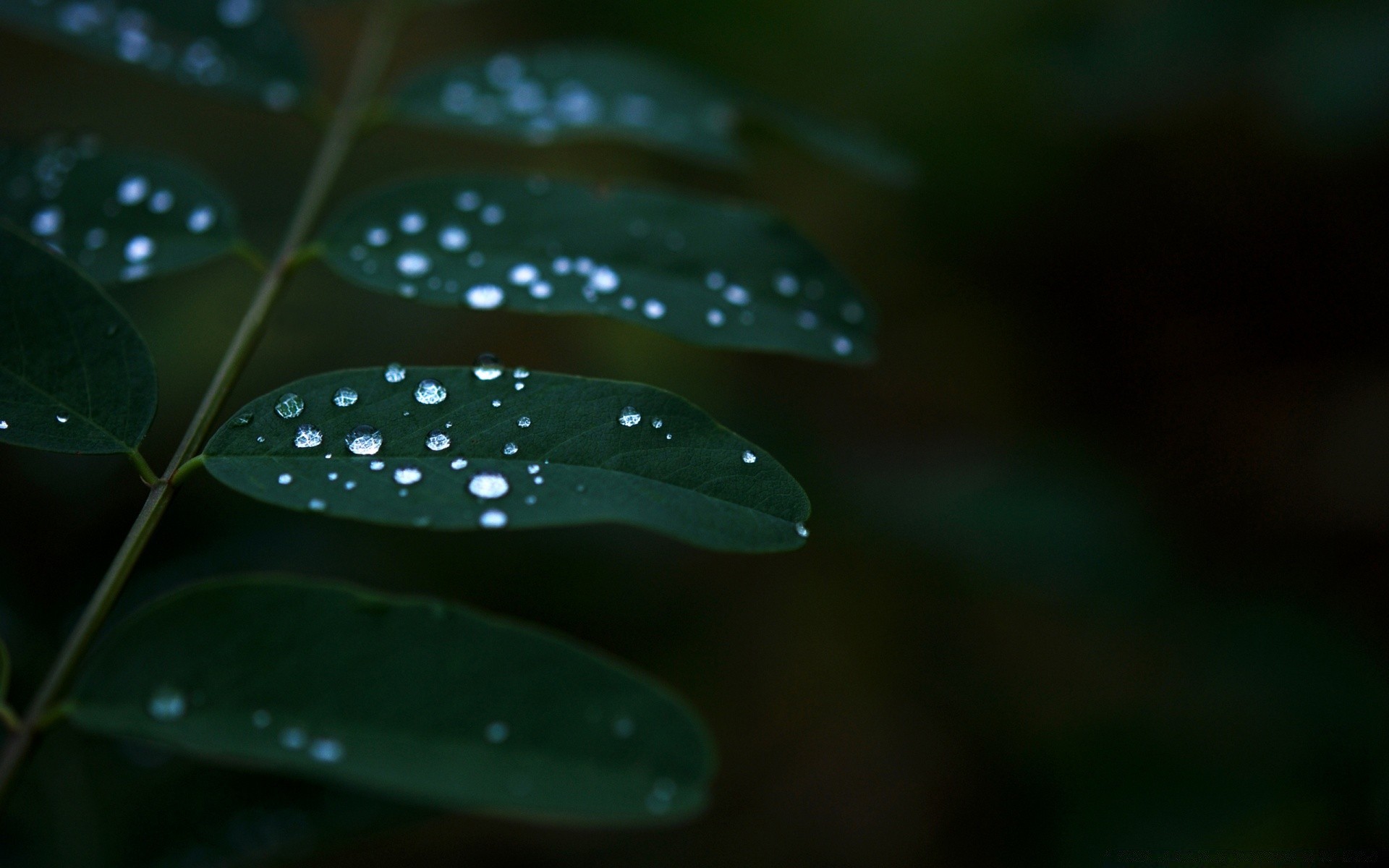 macro hoja lluvia desenfoque naturaleza rocío flora gota al aire libre brillante