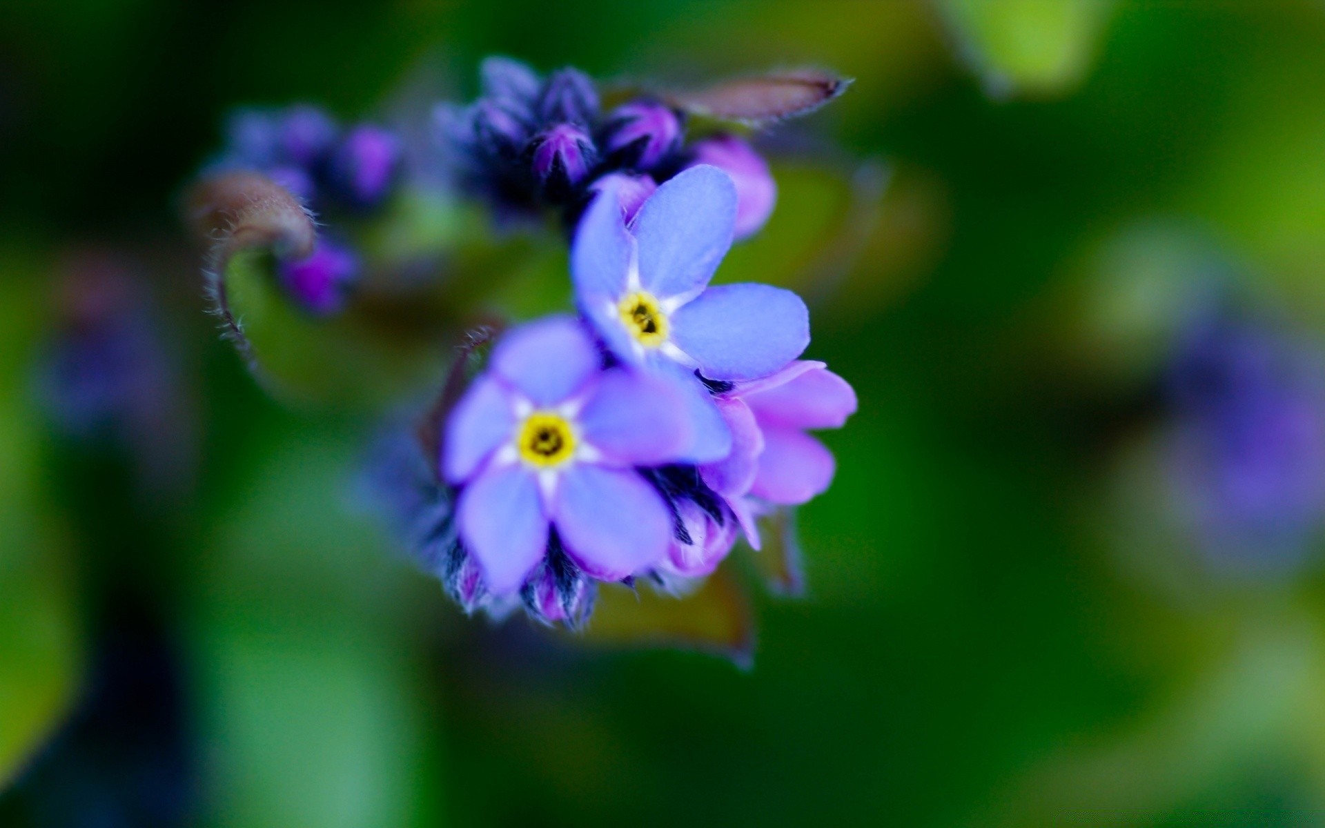 makro natura kwiat flora liść ogród lato rozmycie płatek kolor wzrost na zewnątrz bluming zbliżenie kwiatowy