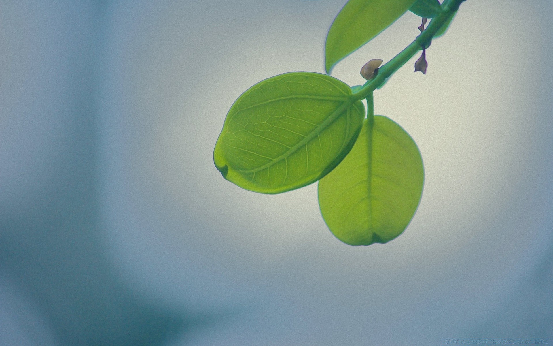 makroaufnahme blatt wachstum natur flora unschärfe regen ökologie