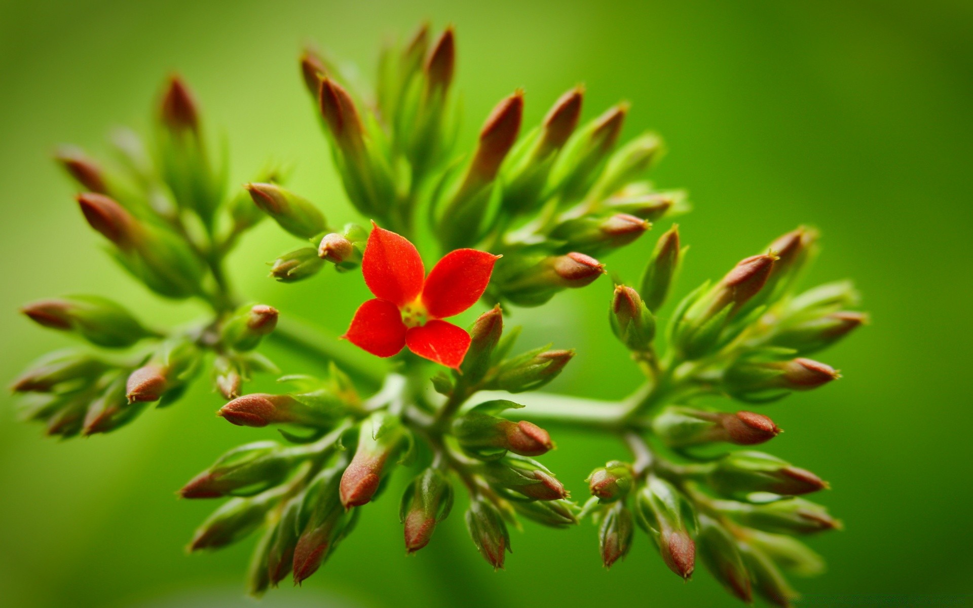 makro fotoğrafçılığı doğa yaprak çiçek flora bahçe bulanıklık ağaç yaz renk şube yakın çekim çimen açık havada vahşi