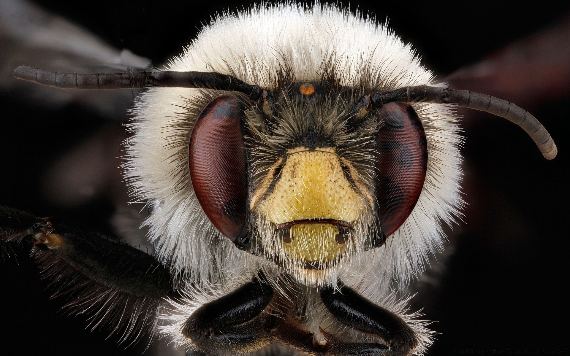 macro animale fauna selvatica ritratto natura uno selvaggio