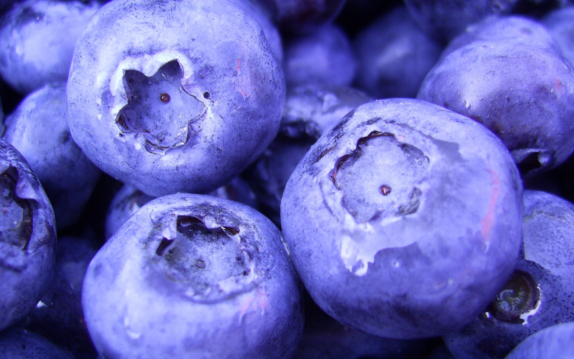 macro fruta arándano comida dulce baya pastelería jugosa naturaleza escritorio delicioso primer plano crecer redondo arándanos nutrición salud flora