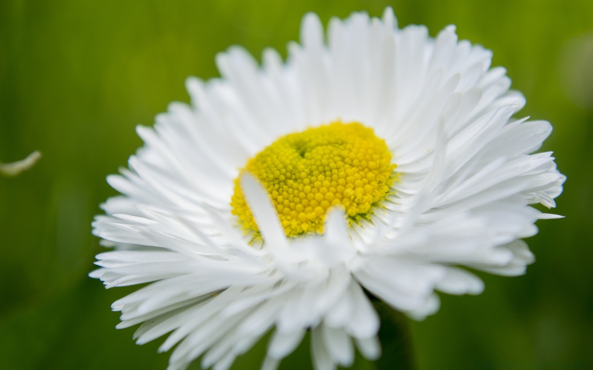 macro natura fiore flora estate close-up campo giardino foglia luminoso fieno erba colore bella floreale fiore petalo stagione all aperto