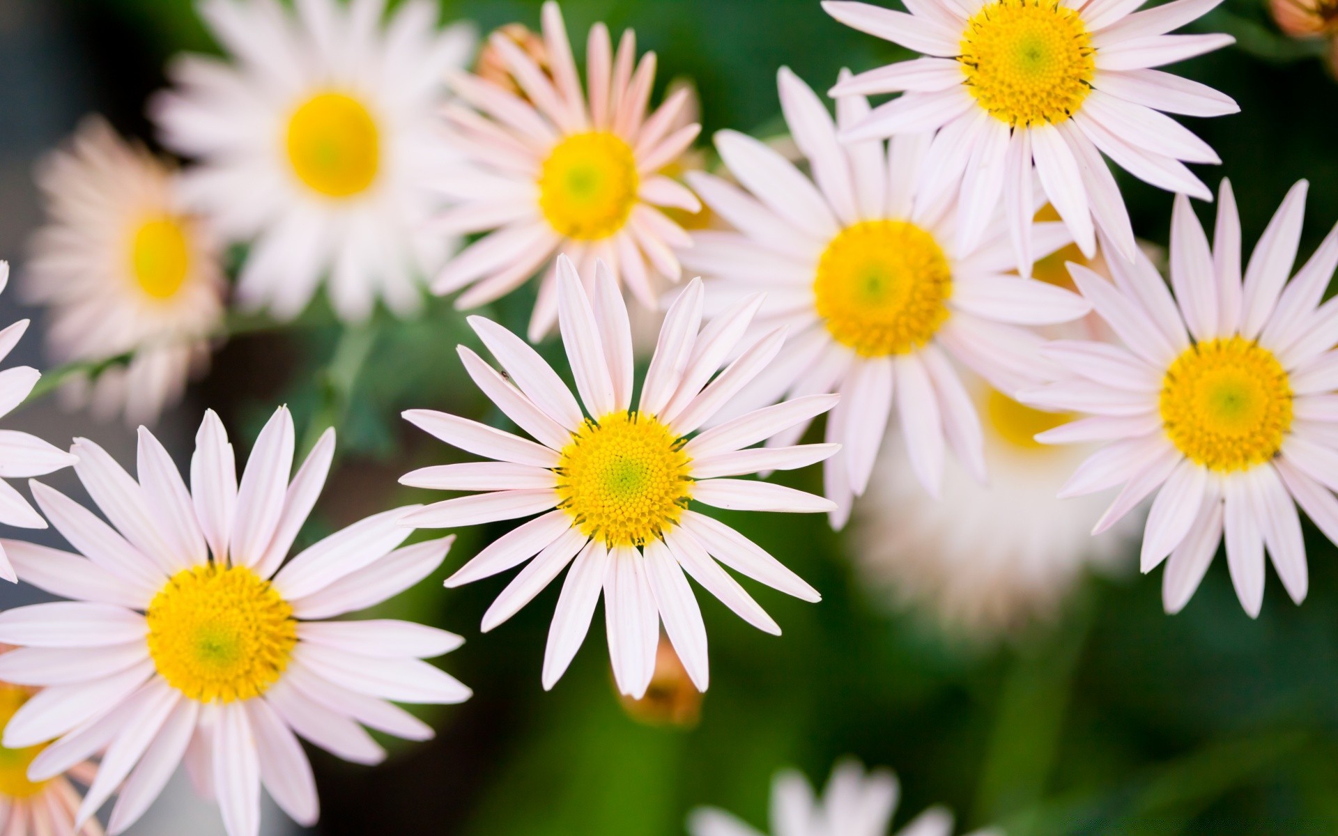 makro natur blume flora sommer blütenblatt blumen blatt garten blühen hell farbe gänseblümchen schön schließen saison wachstum blumenstrauß kopf