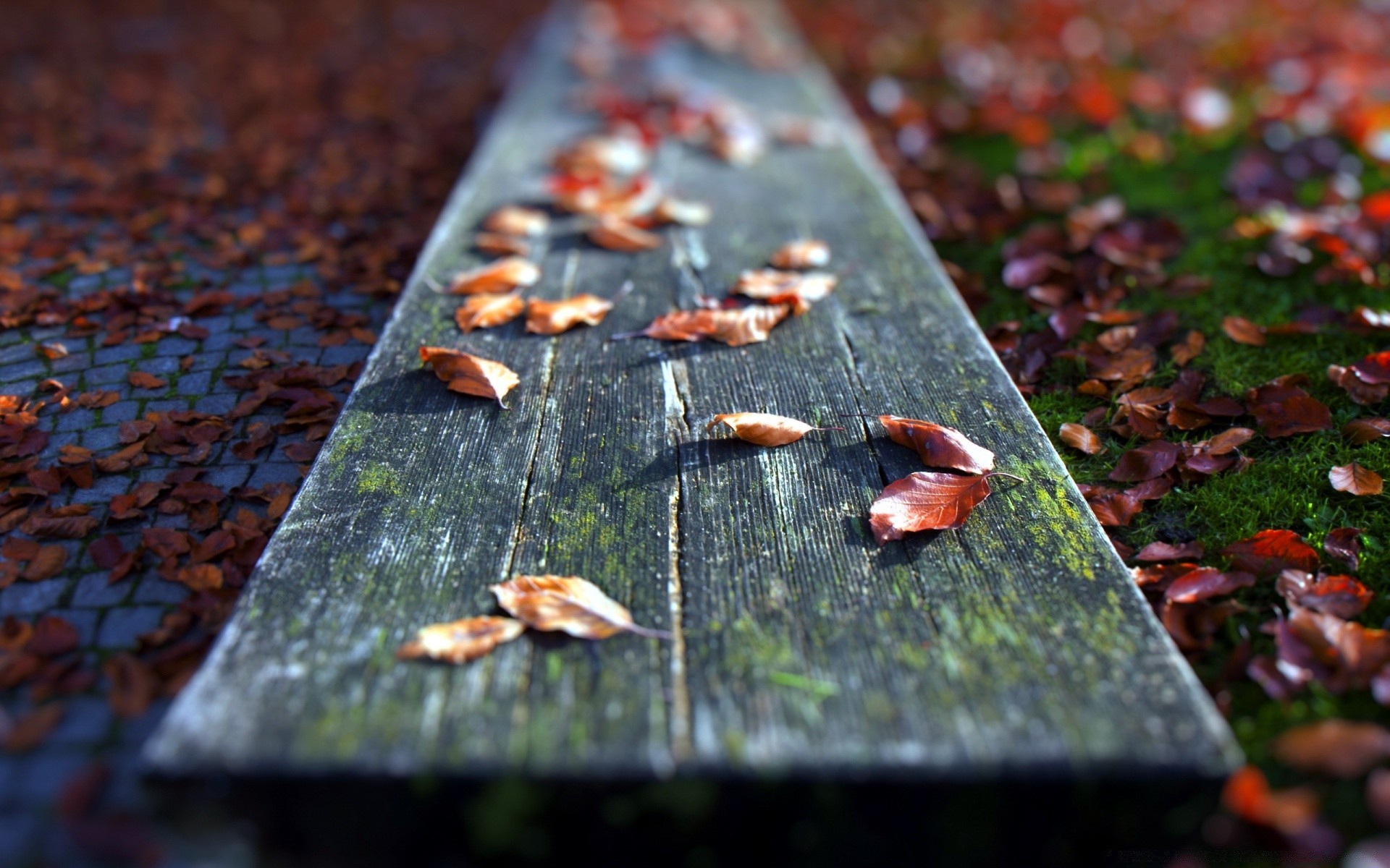 macro fall wood desktop leaf close-up tree color wooden food nature texture