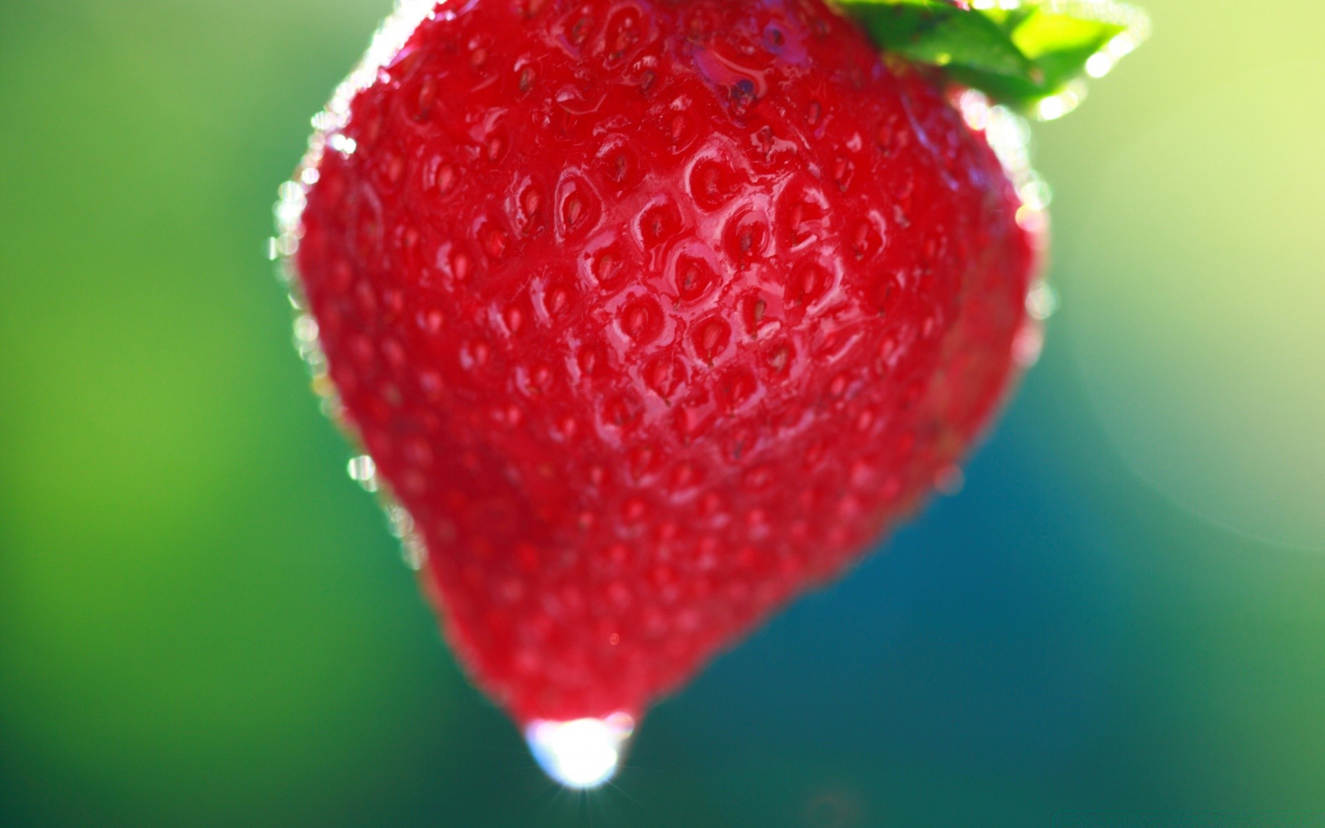 macro fruta fresa baya jugosa dulce comida naturaleza pastelería salud verano delicioso hoja gota frescura refresco aislado jardín cerca comida