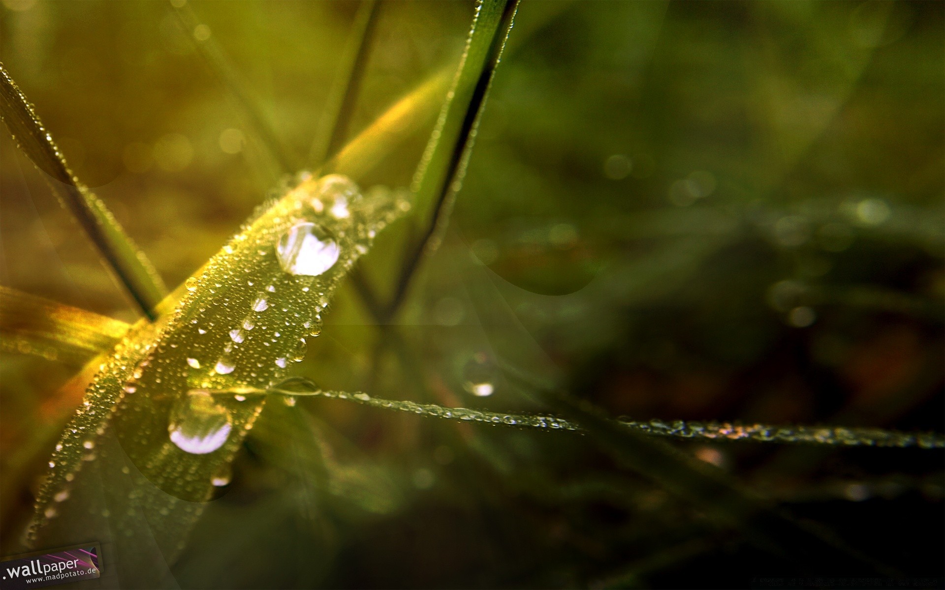 macro dew insect nature rain drop outdoors spider leaf invertebrate water light wildlife garden environment flora dawn wet animal