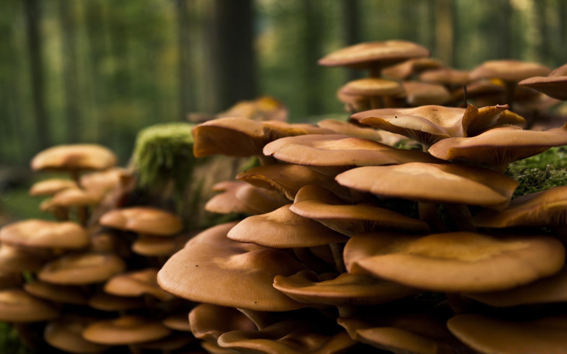 macro champignon champignon bois alimentaire nature groupe automne bureau légume grandir