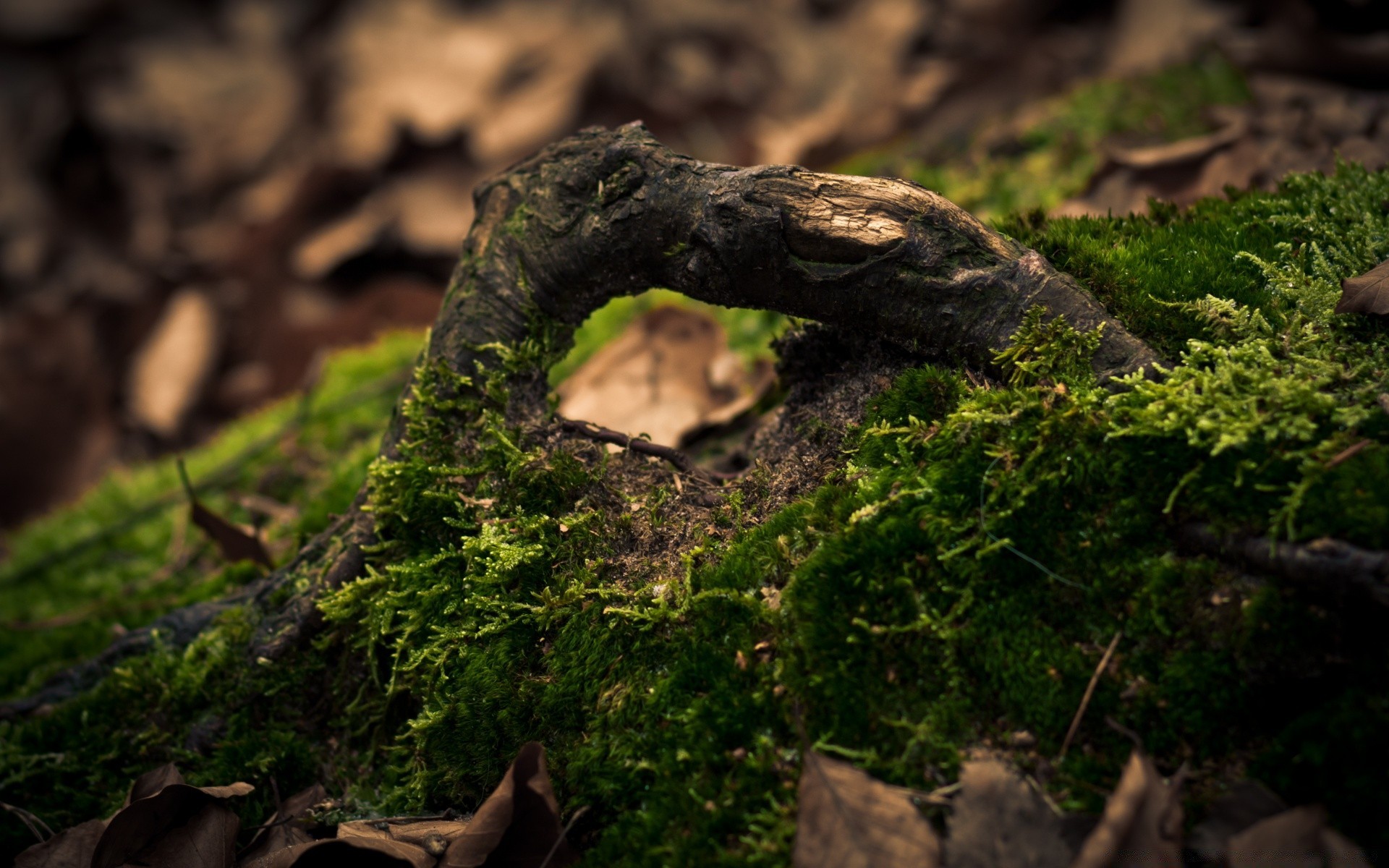 macro fotografia di legno natura albero all aperto foglia muschio ambiente crescita suolo flora paesaggio viaggi gazebo luce del giorno