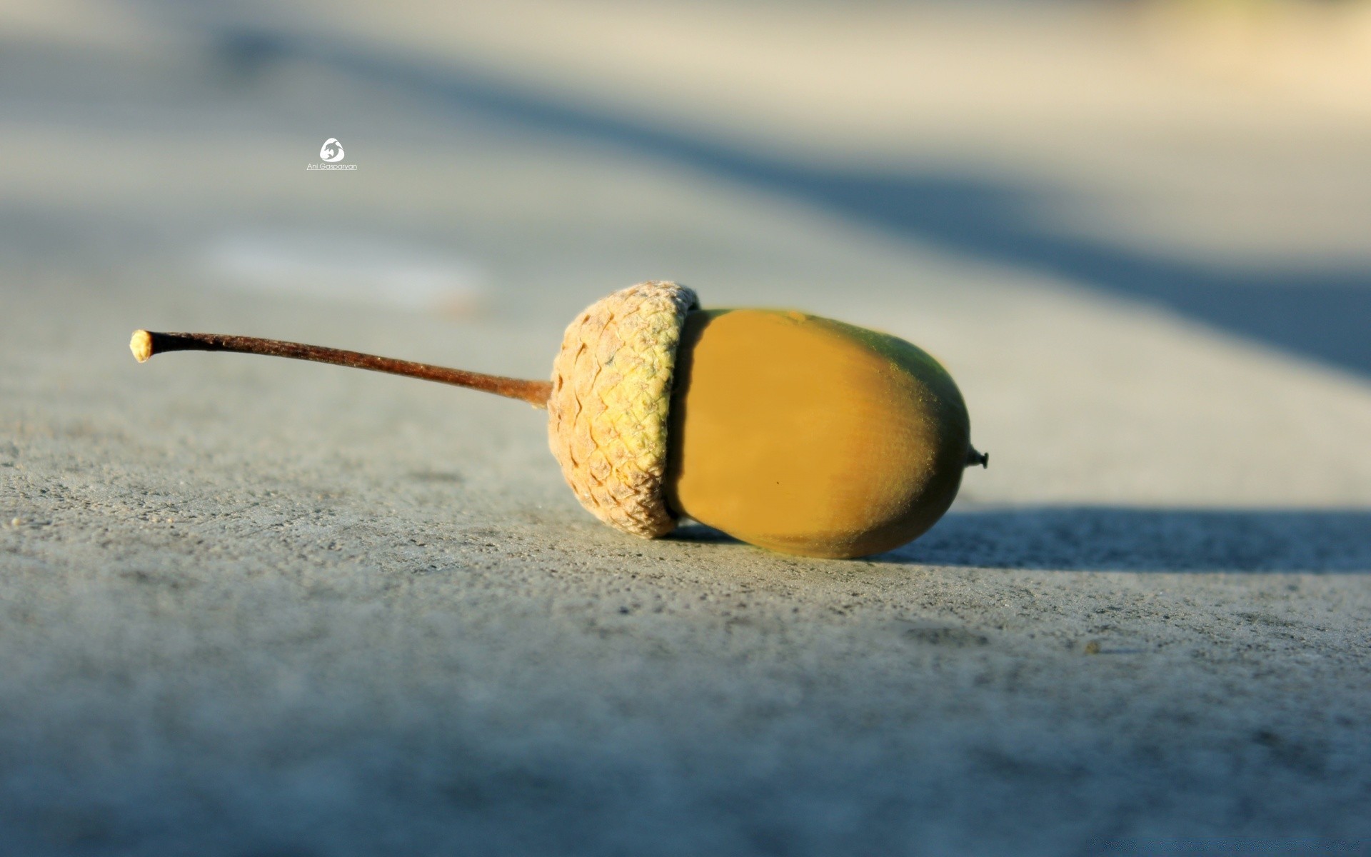 macro still life beach blur sand water sea ocean seashore nature one daylight